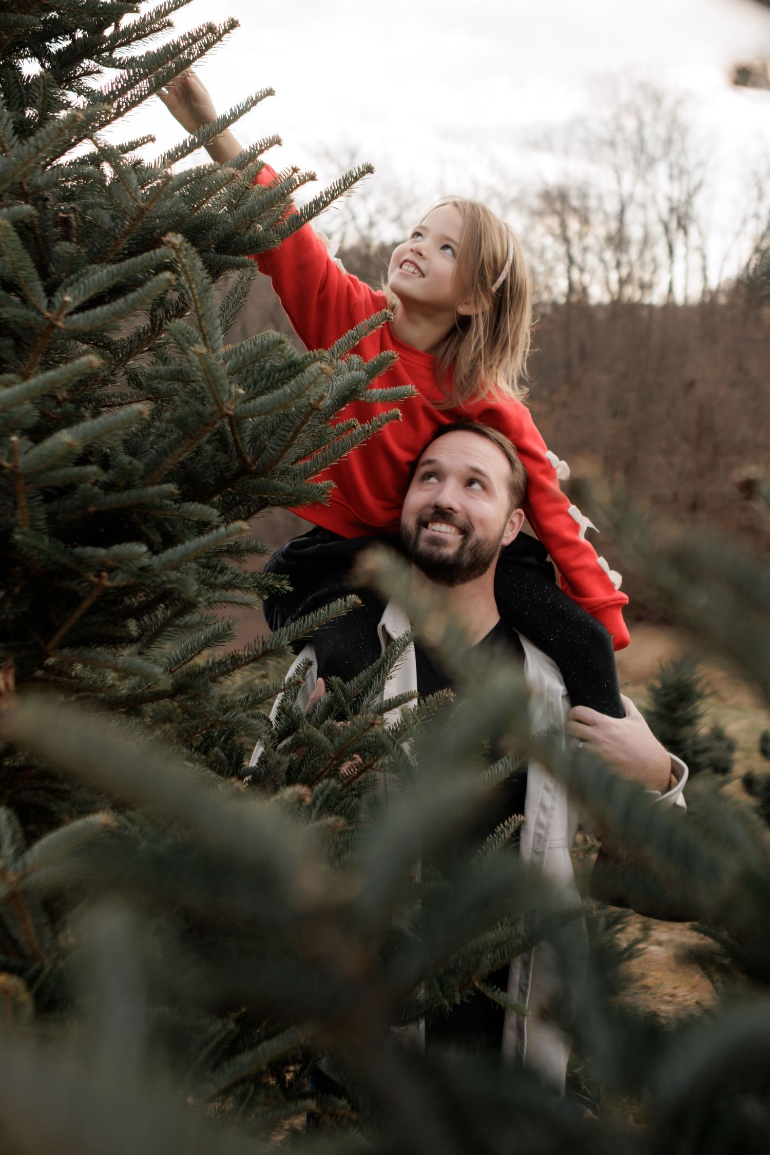A smiling child in a red sweater sits on a bearded man's shoulders reaching toward a Christmas tree at a tree farm.