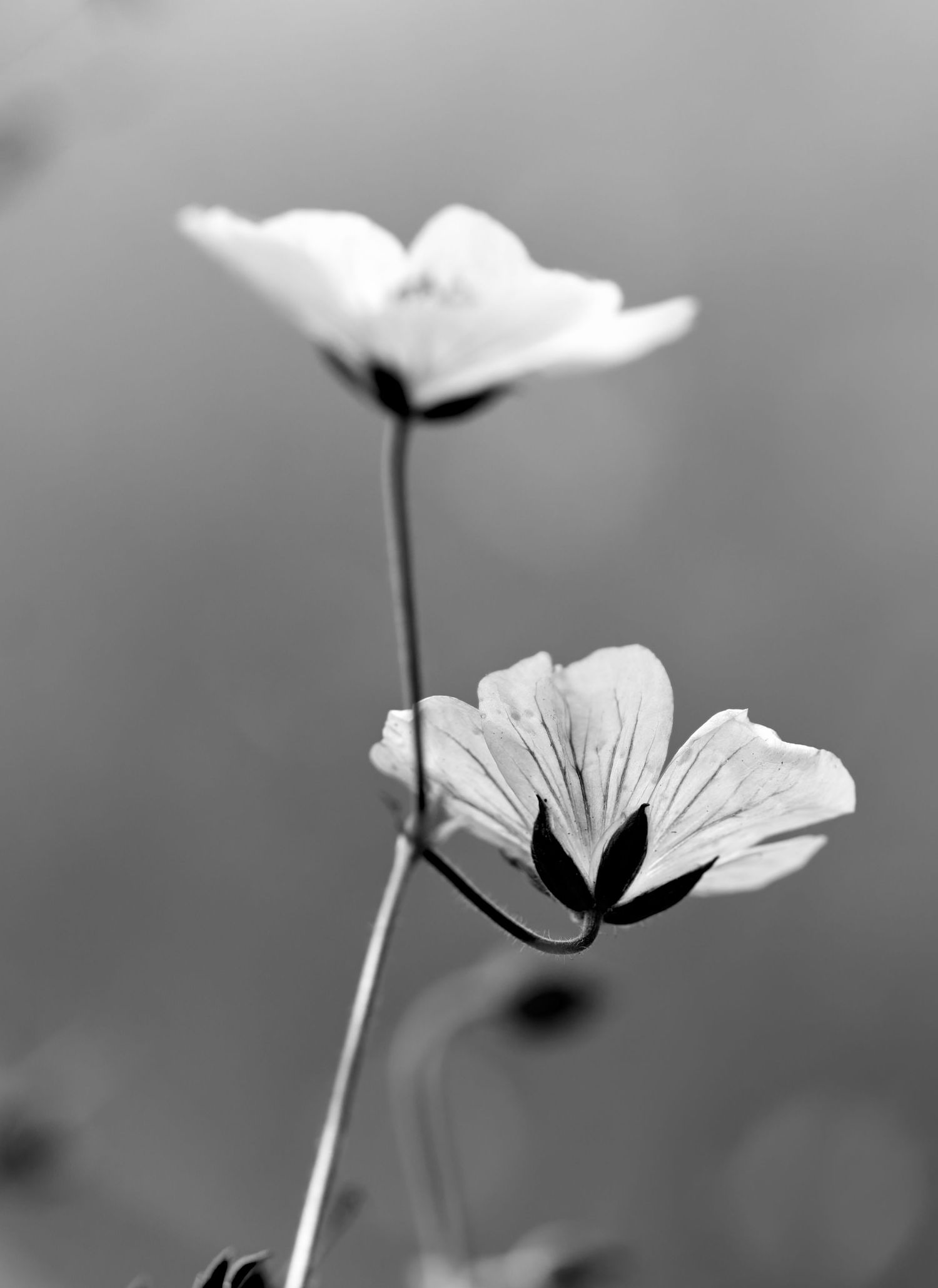 flowers fotoprodukten fotobuch bilderrahmen