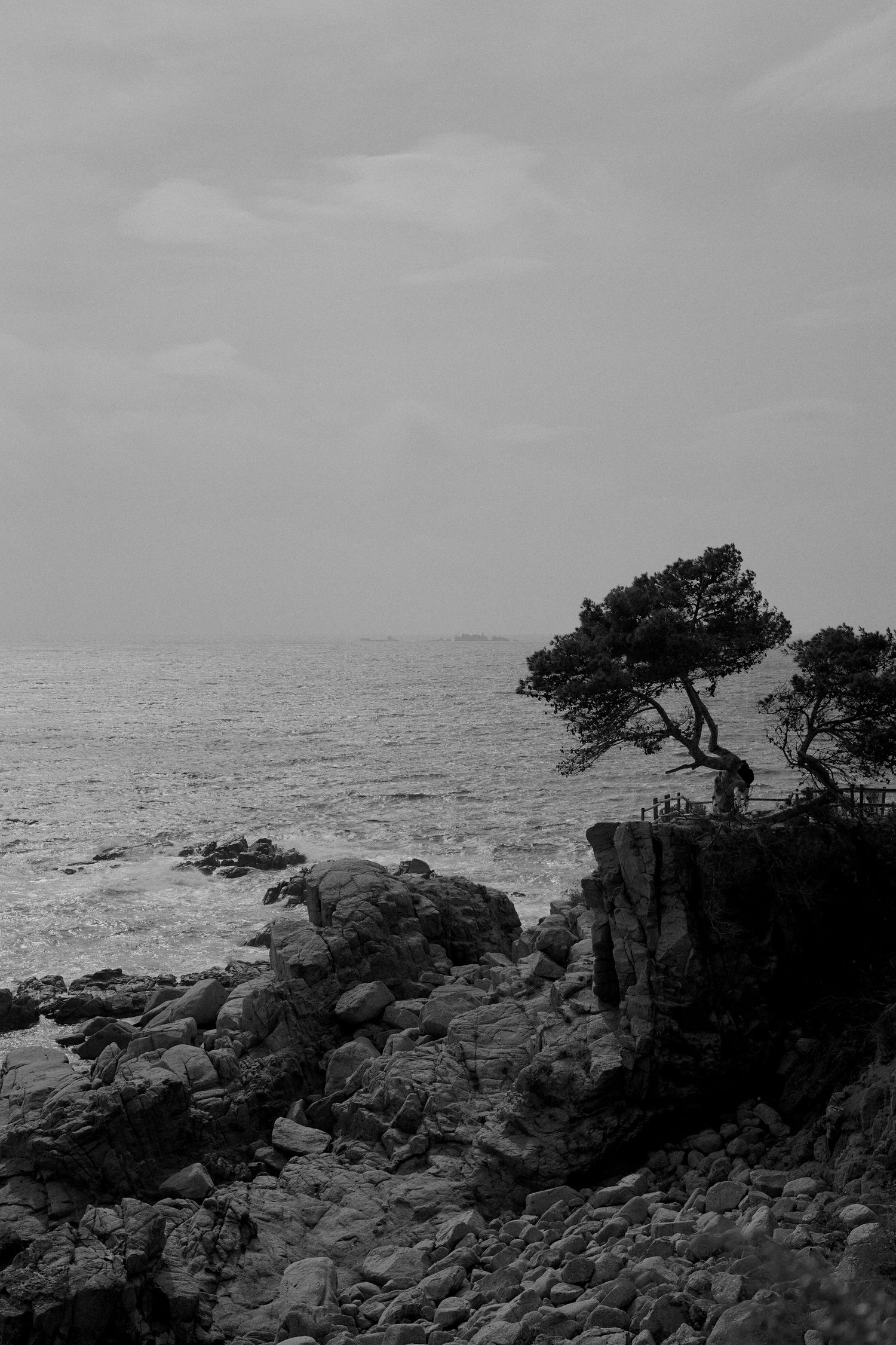 Dramatic black and white coastal landscape with lone tree on rocky cliff overlooking ocean.