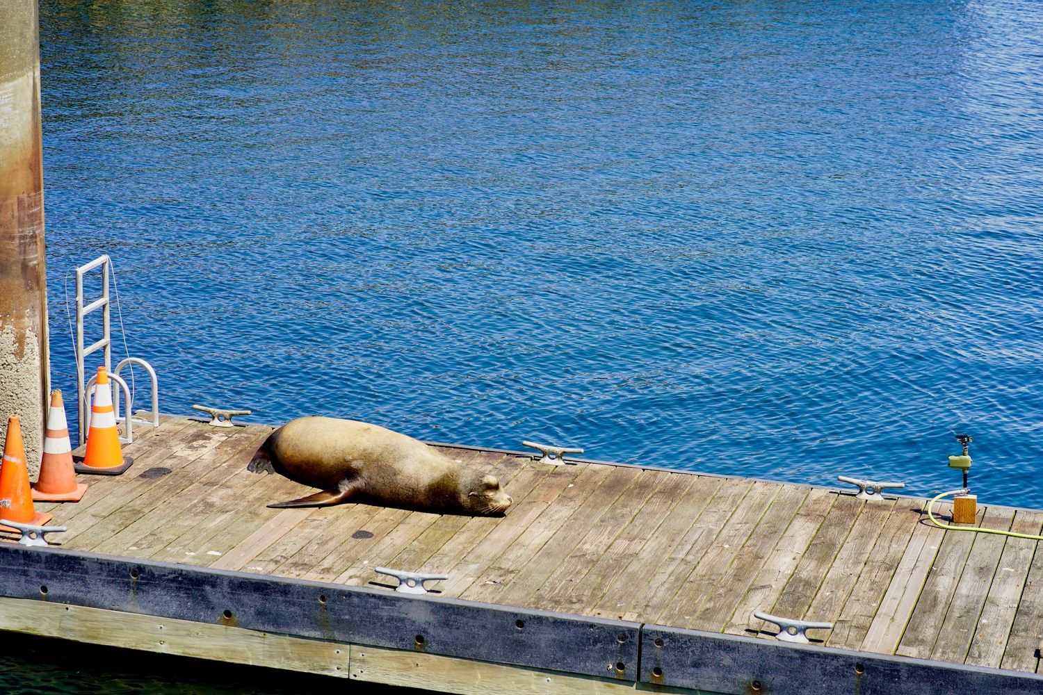 Wildlife photographed in its natural habitat near Port Townsend, Washington