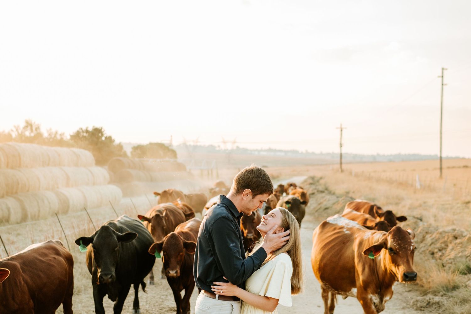 Romantic couple about to kiss surrounded by brown cattle on a dusty farm road at golden hour.