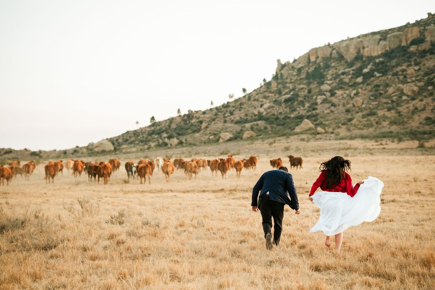 Bride and groom running toward a herd of cattle in a vast open field with rocky hills.
