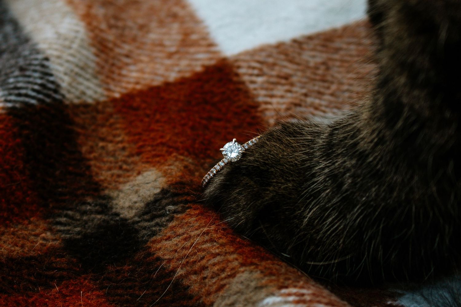 Sparkling solitaire diamond engagement ring displayed on a cat's paw resting on a plaid blanket.
