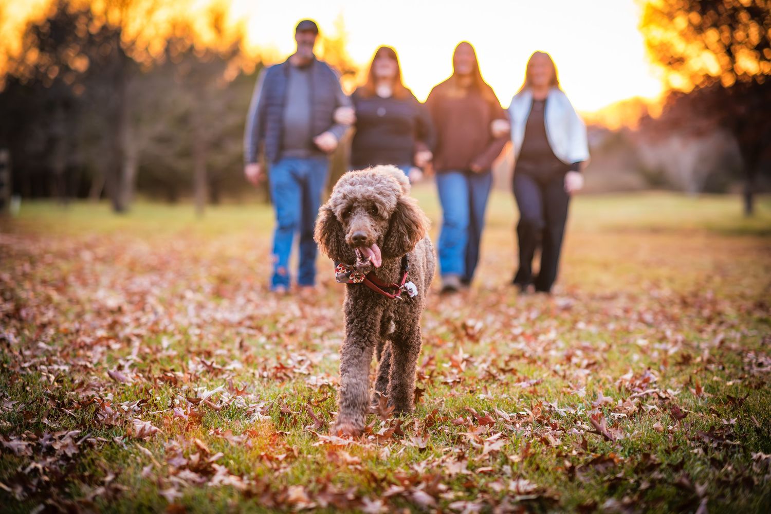 Curly-haired brown doodle dog leading family walk through autumn leaves at golden hour.