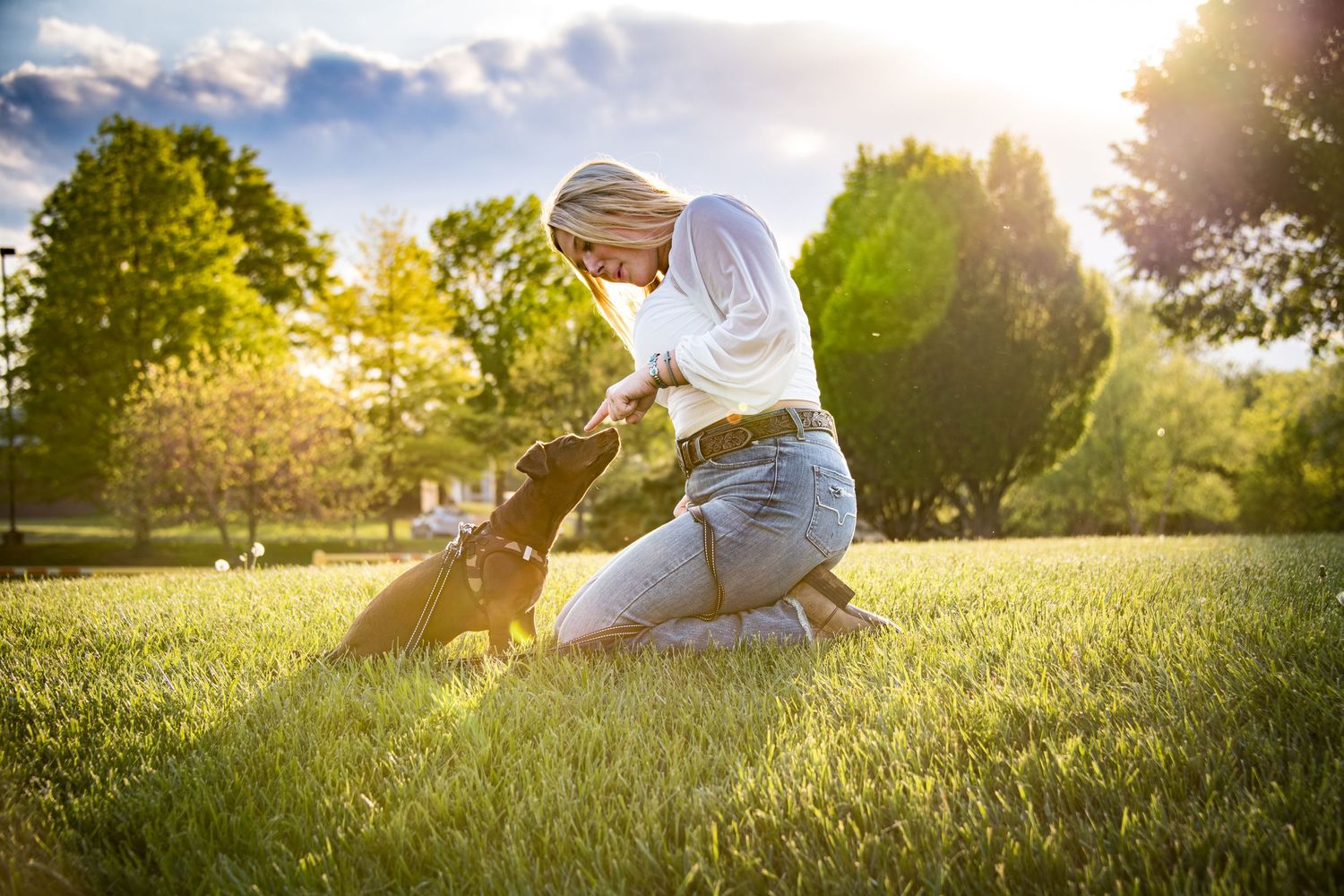 Woman in white shirt playing with brown dog on sunny green grass in park at golden hour.