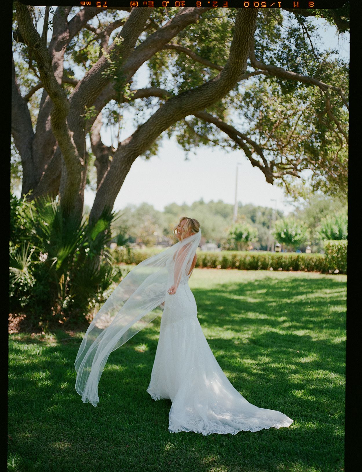 Bride in white gown and flowing veil twirls outdoors on green lawn beneath large oak trees on her wedding day.