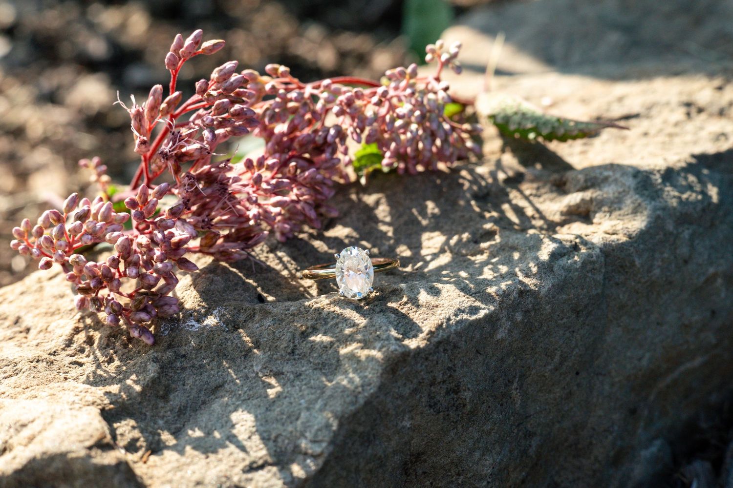 Pink wildflowers growing outdoors in natural light.