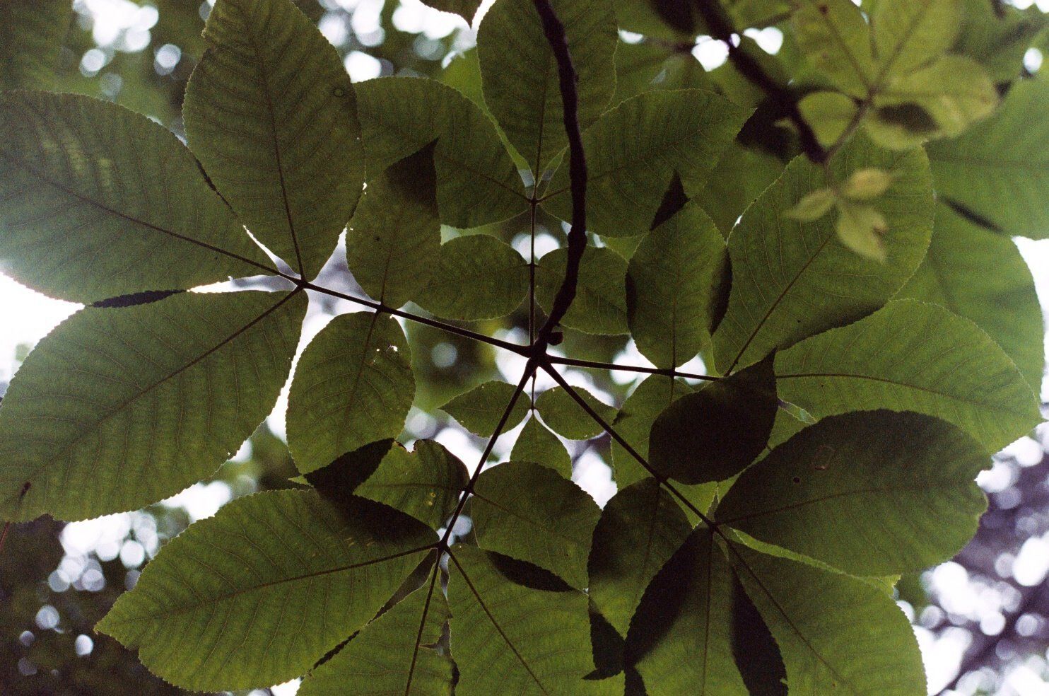 Close-up view looking up through large green tropical leaves with sunlight filtering through the canopy.