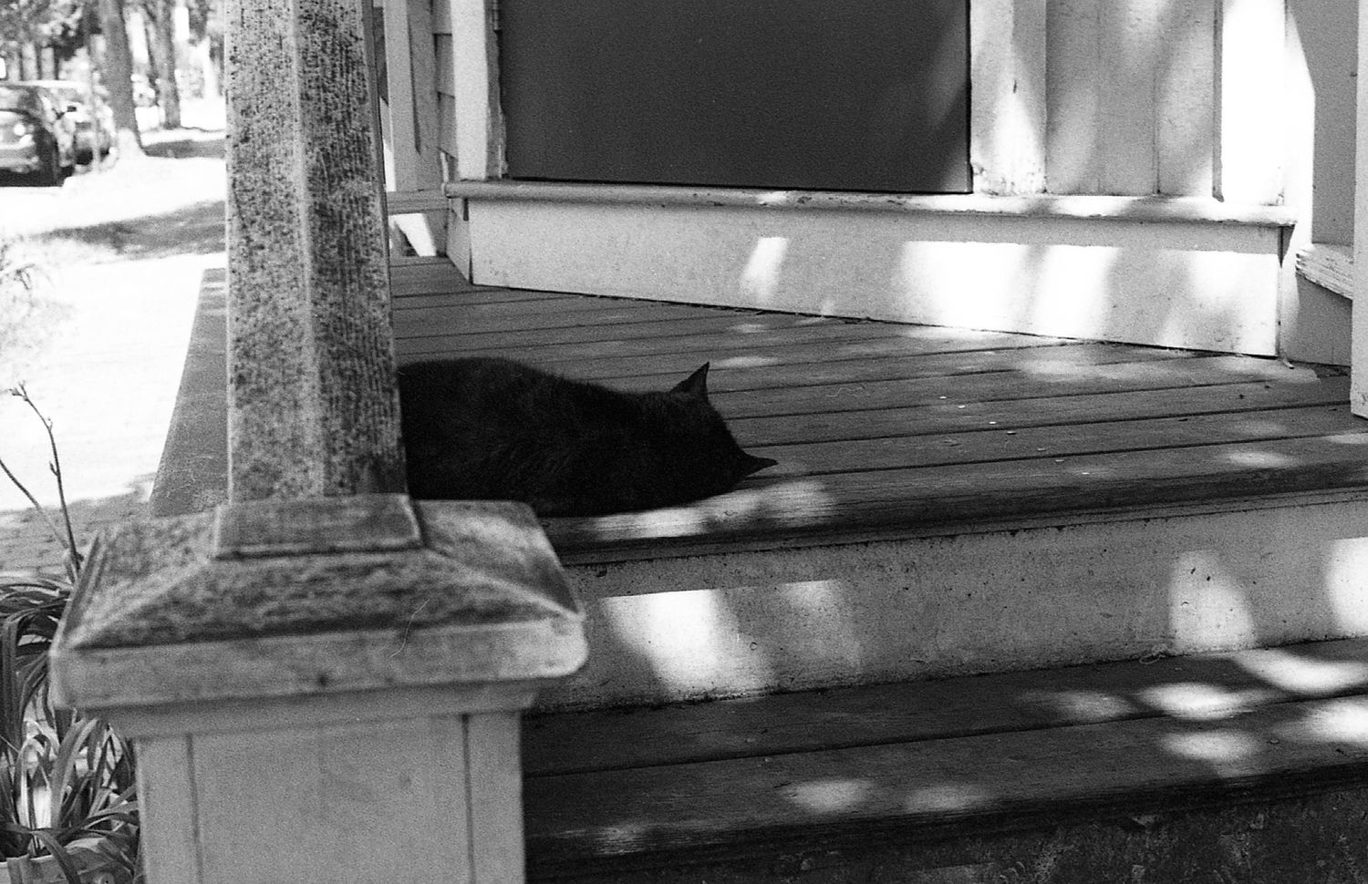 A black cat rests on wooden porch steps in dappled sunlight, black and white photo.