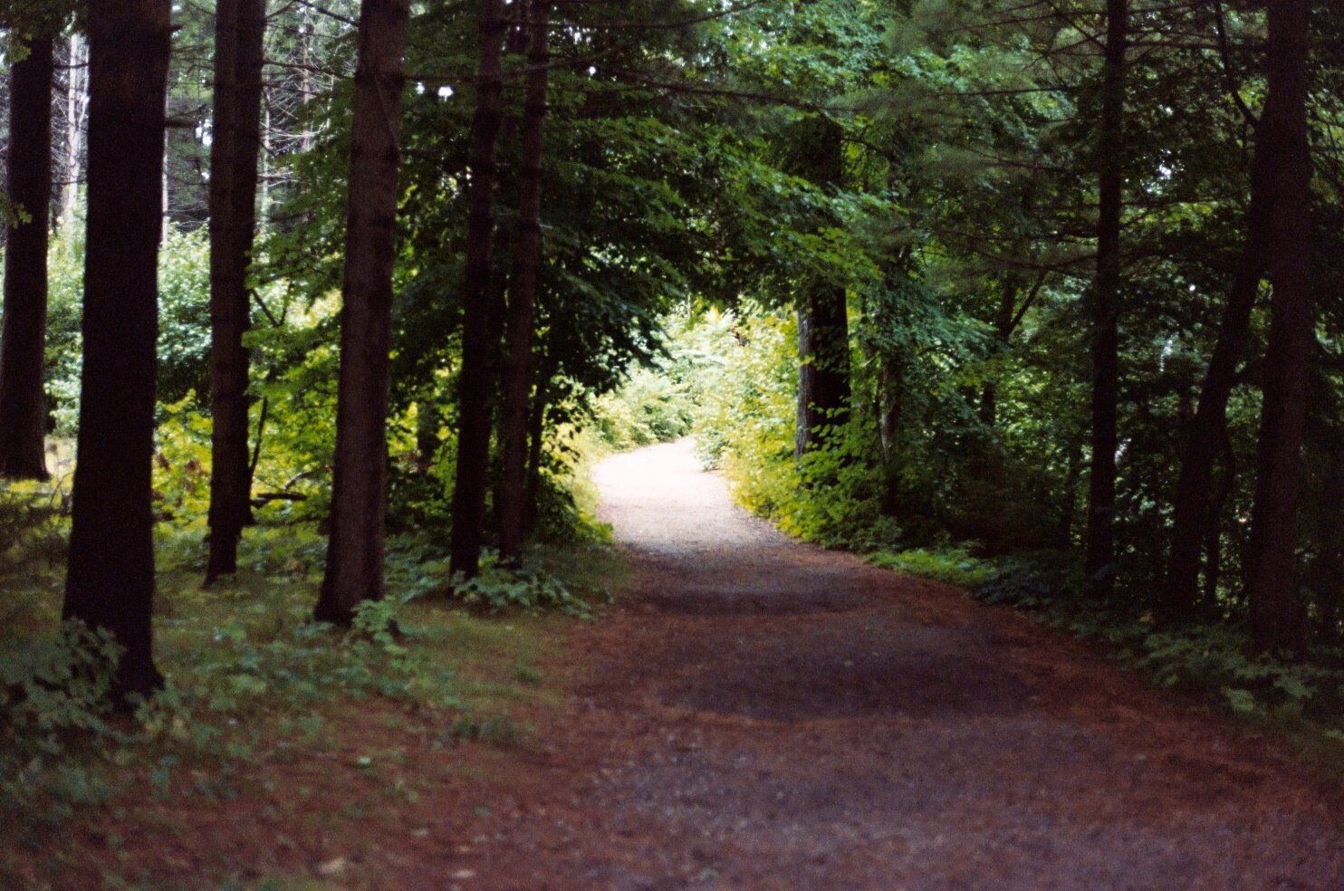 A serene forest path winds through tall trees toward a bright sunlit clearing.