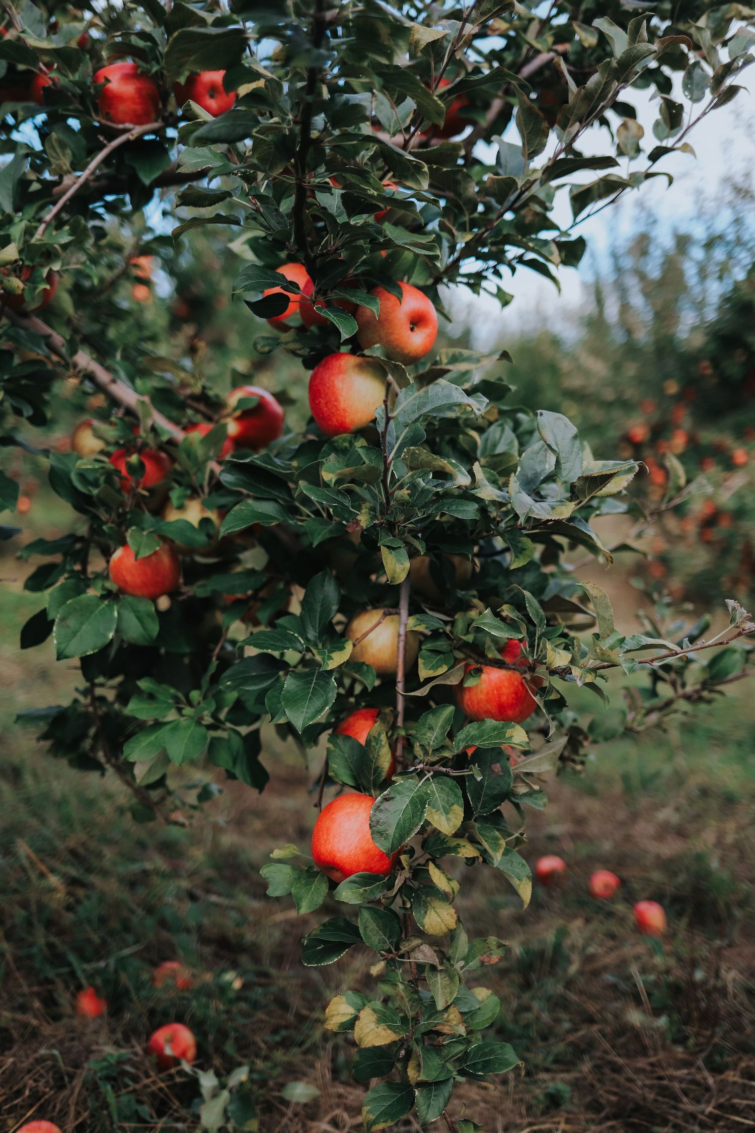 Clusters of ripe red apples growing on tree branches with green leaves in an autumn orchard.