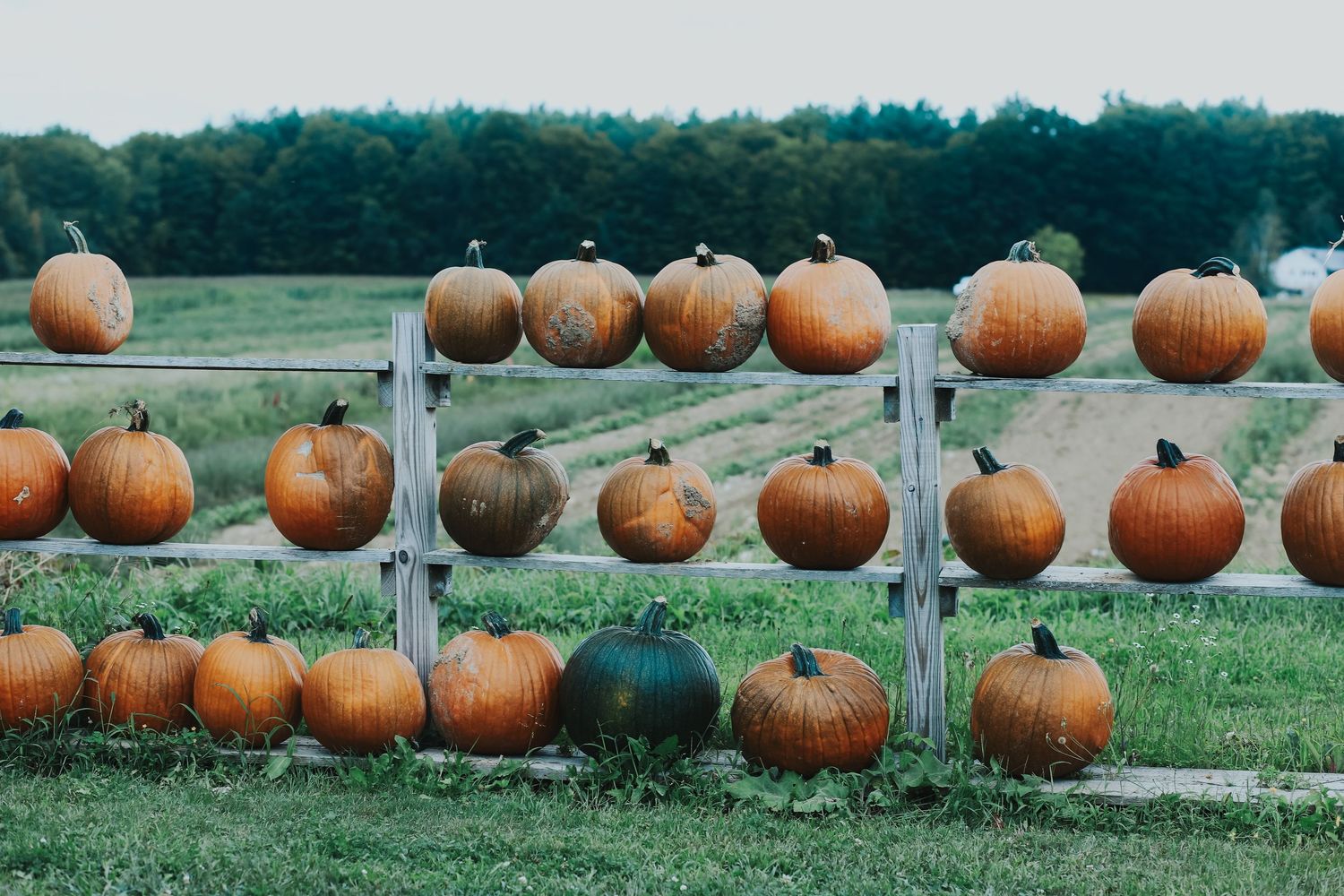 Orange pumpkins displayed on wooden fence rails at autumn harvest farm field.