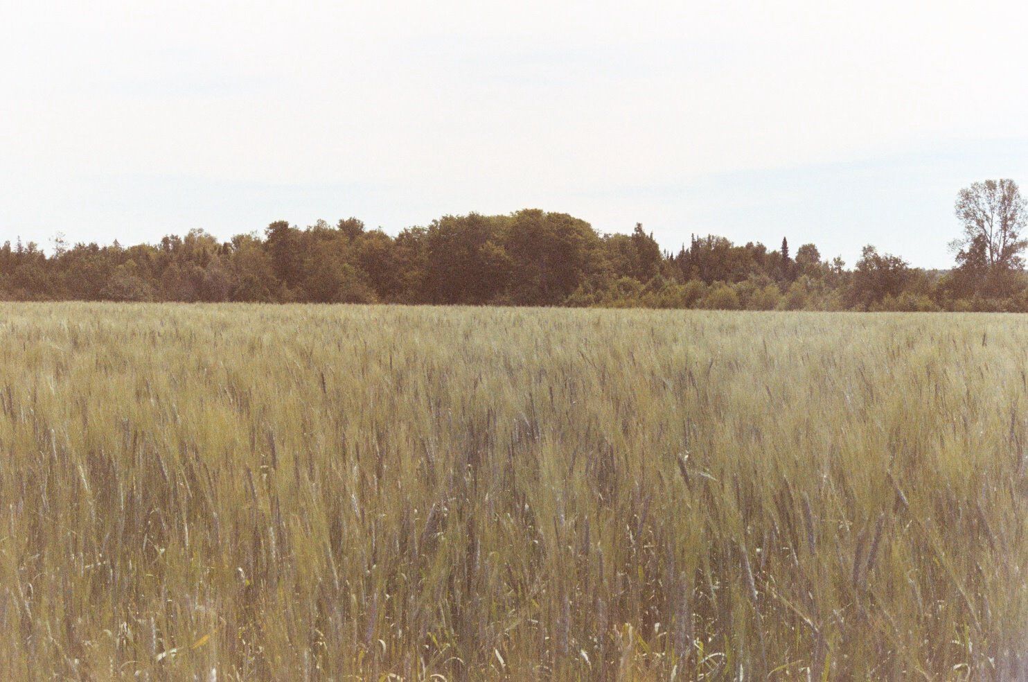 A wide golden wheat field stretches toward a treeline under an overcast sky.
