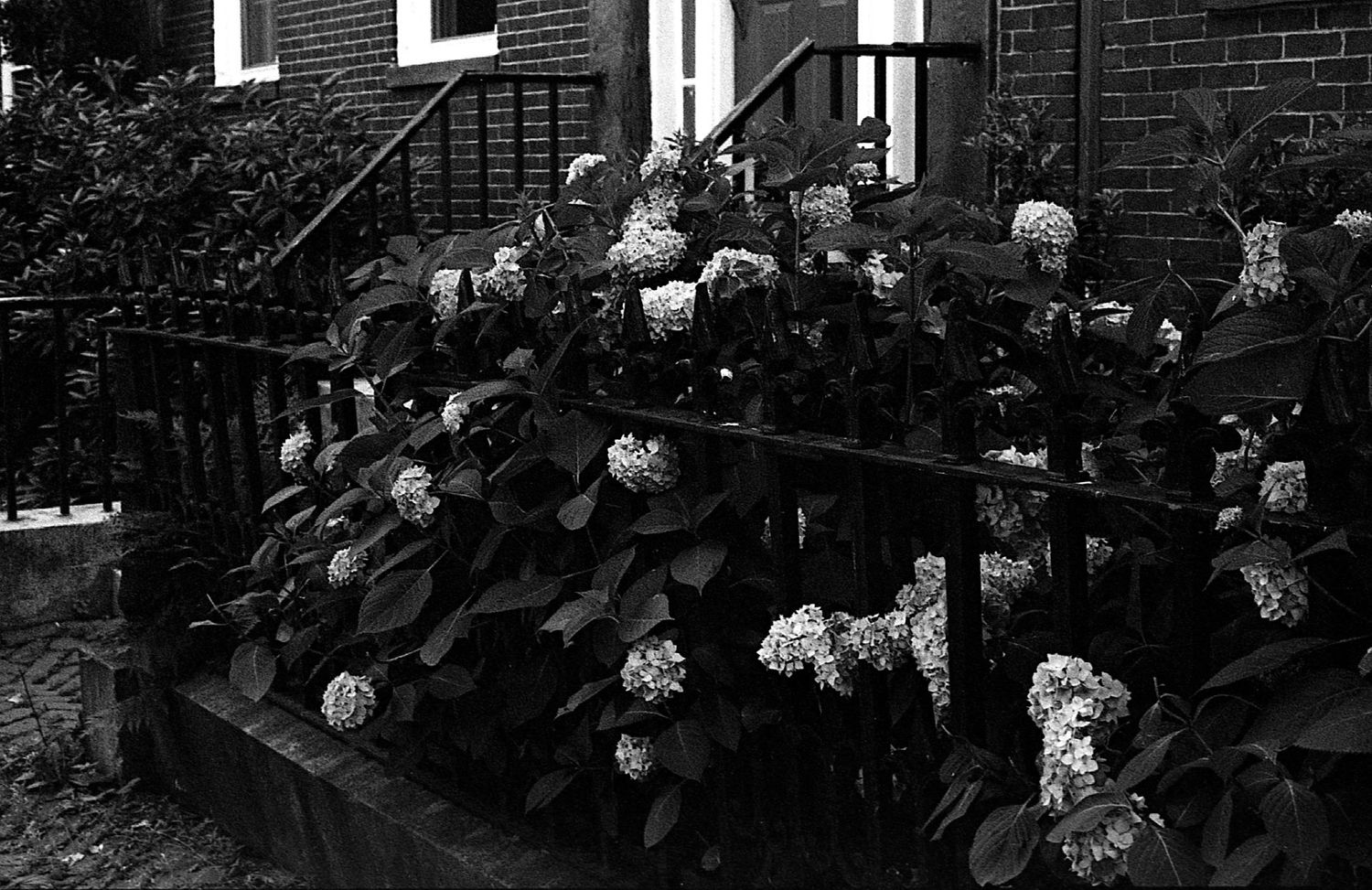 Black and white photo of blooming hydrangea bushes along iron railings of a brick building.
