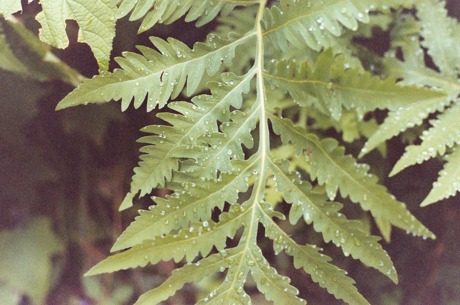 Close-up of a green fern leaf with water droplets on its serrated fronds.