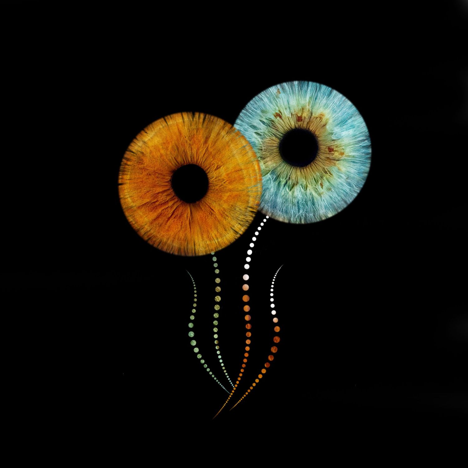 Two macro eye irises resembling dandelions, one amber and one blue, with dotted stems on black background.