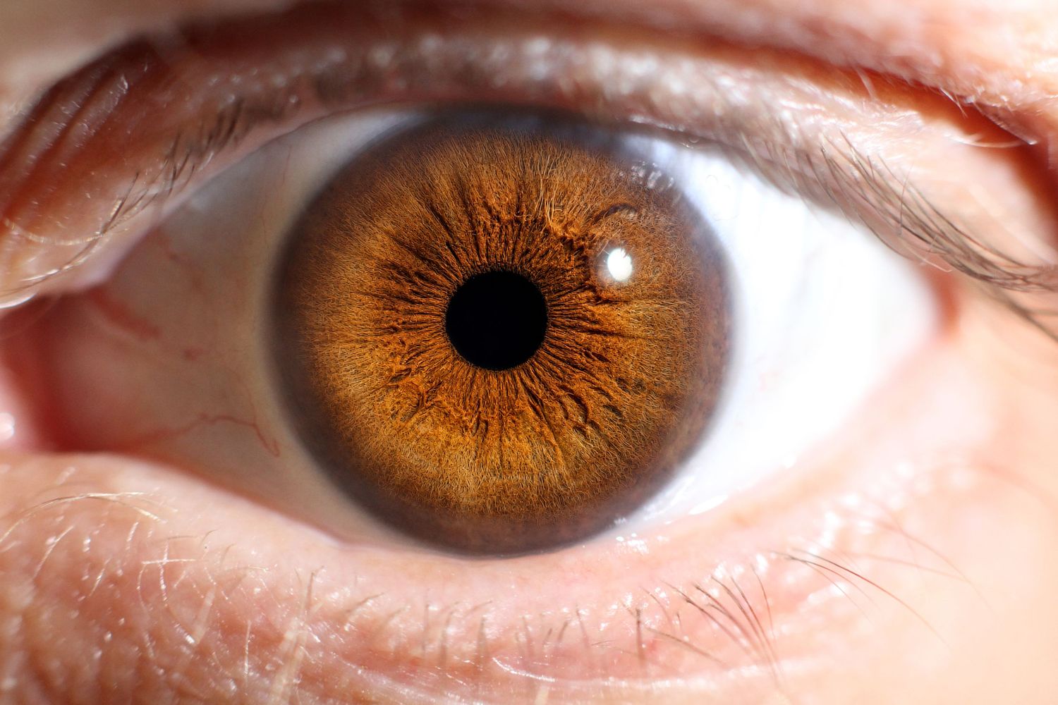 Extreme close-up macro photograph of a human eye with a rich warm brown amber colored iris.