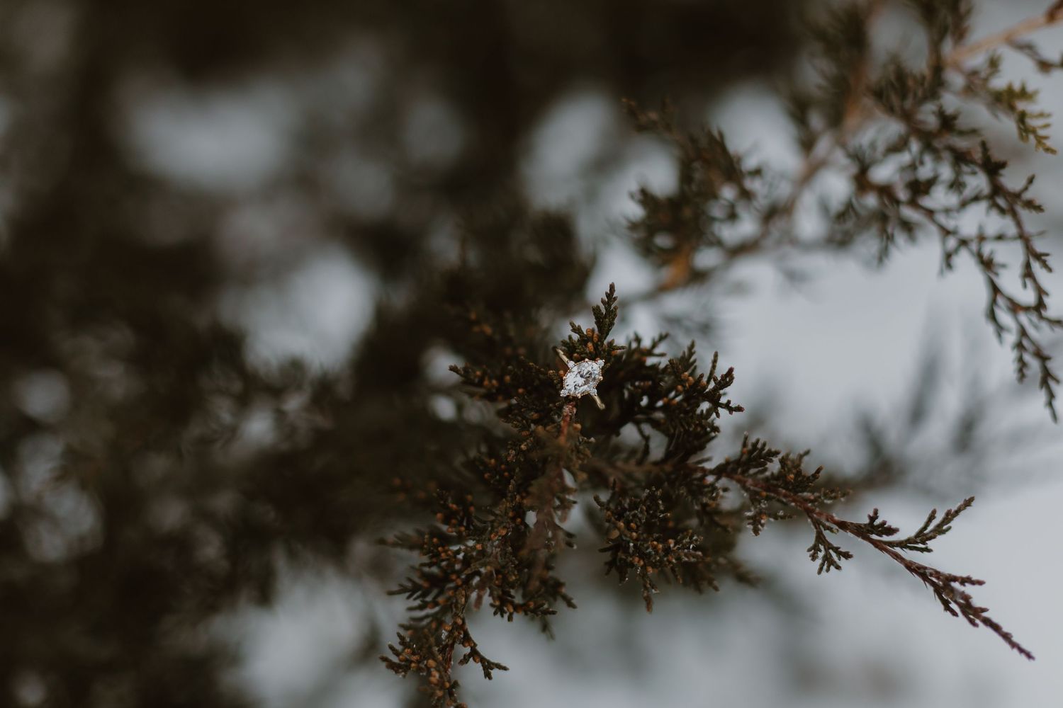 Delicate brown dried branches and foliage silhouetted against a soft blurred gray winter sky.