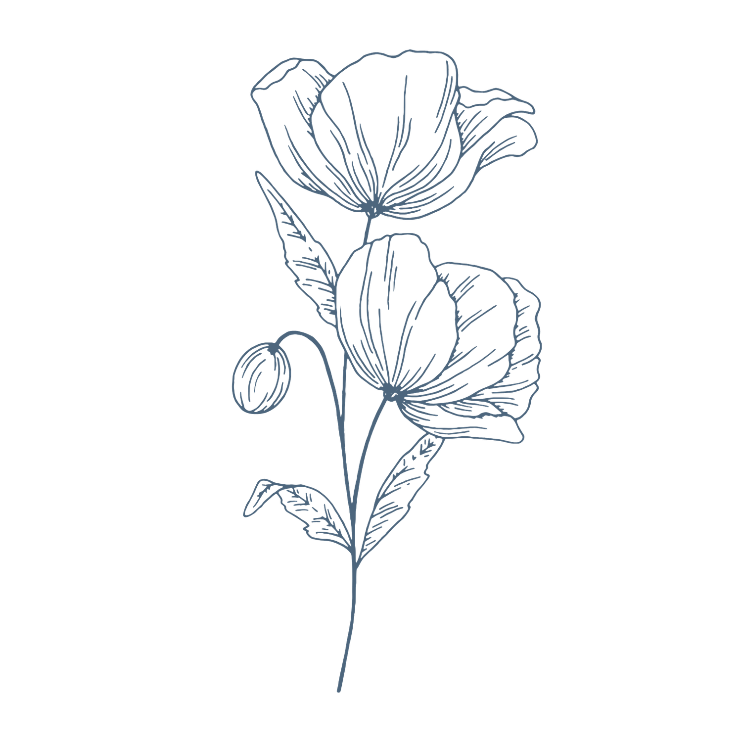 Simple line drawings of delicate flowers and stems in a minimalist botanical illustration style.