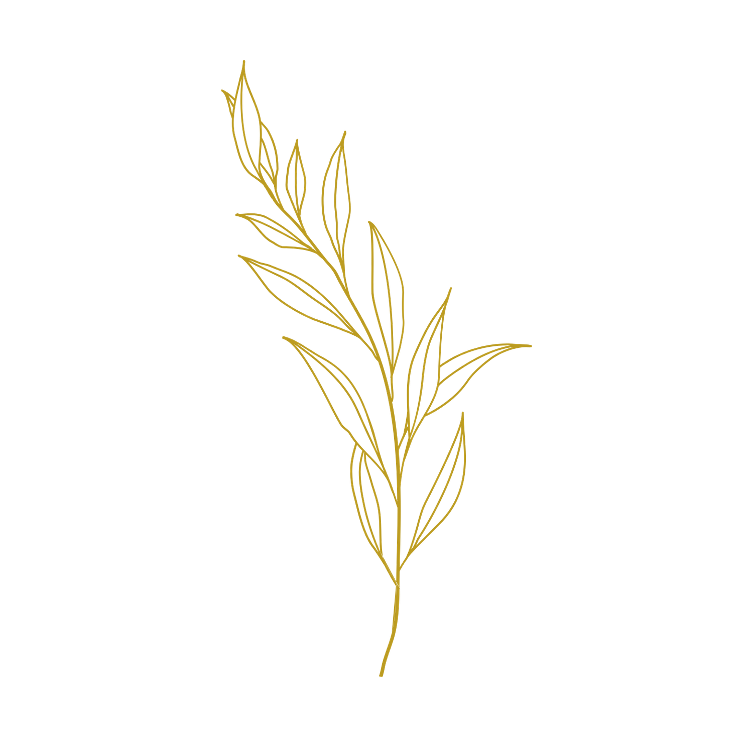 Gold botanical line drawing of a delicate branch with elongated leaves against a black background.