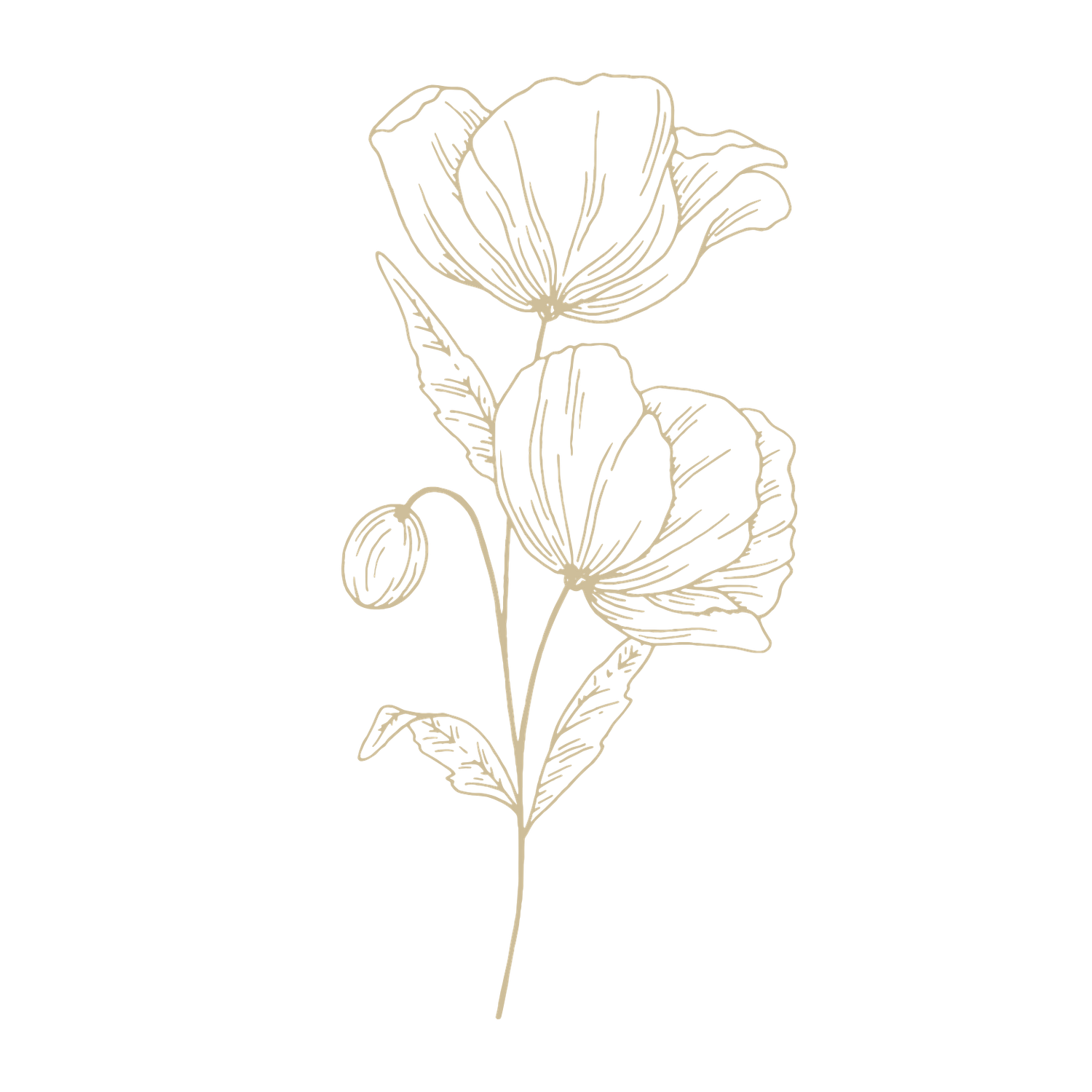 Delicate gold line illustration of two poppy flowers with curved stems on black background.