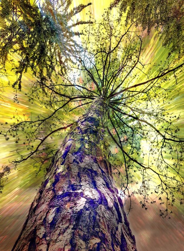 A composite image looking up a tree trunk, with radiating green lines and white lines through the tree branches.