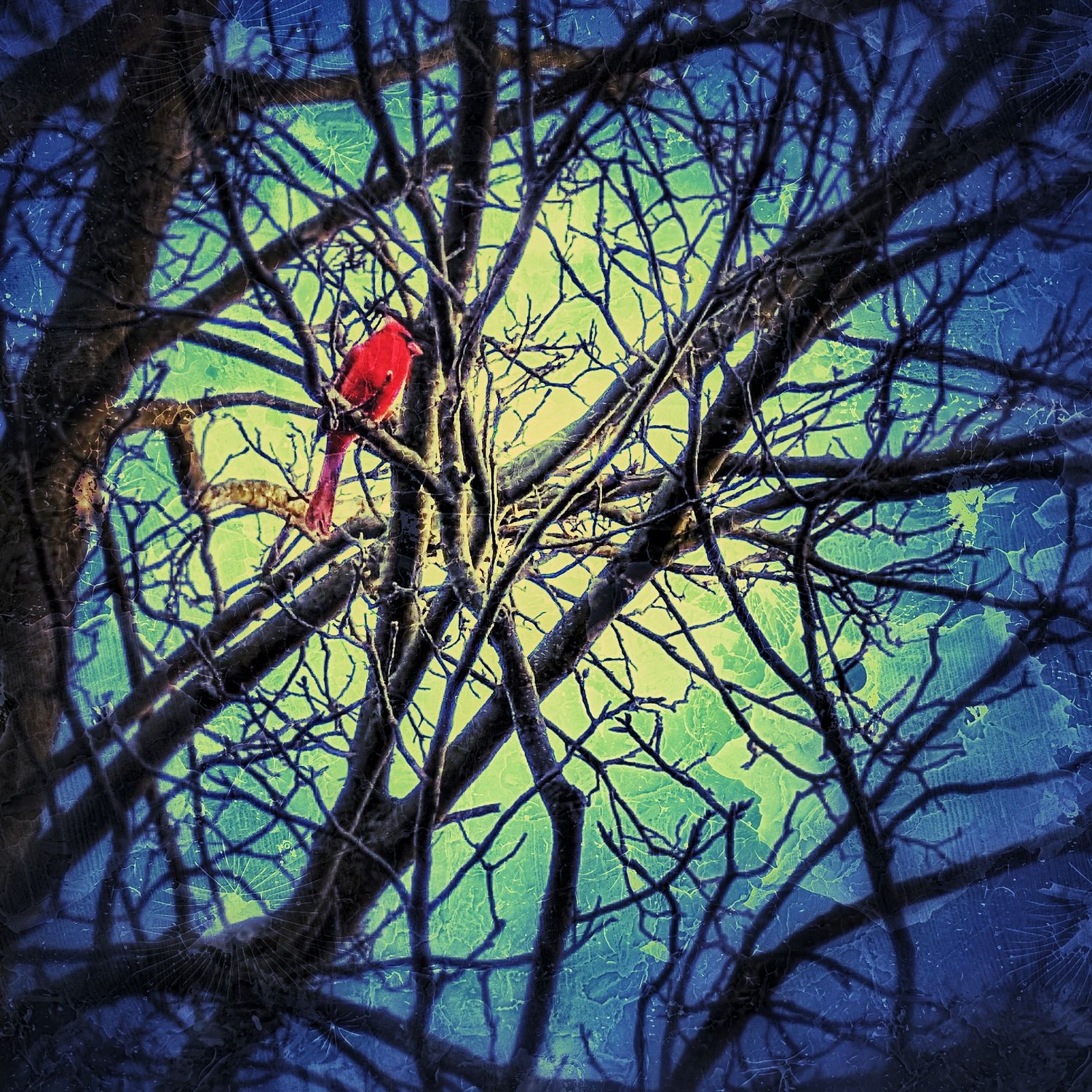 An artistic rendition of a male Northern Cardinal perched in a leafless tree in a halo of yellow, green and blue  and a dark vignette.
