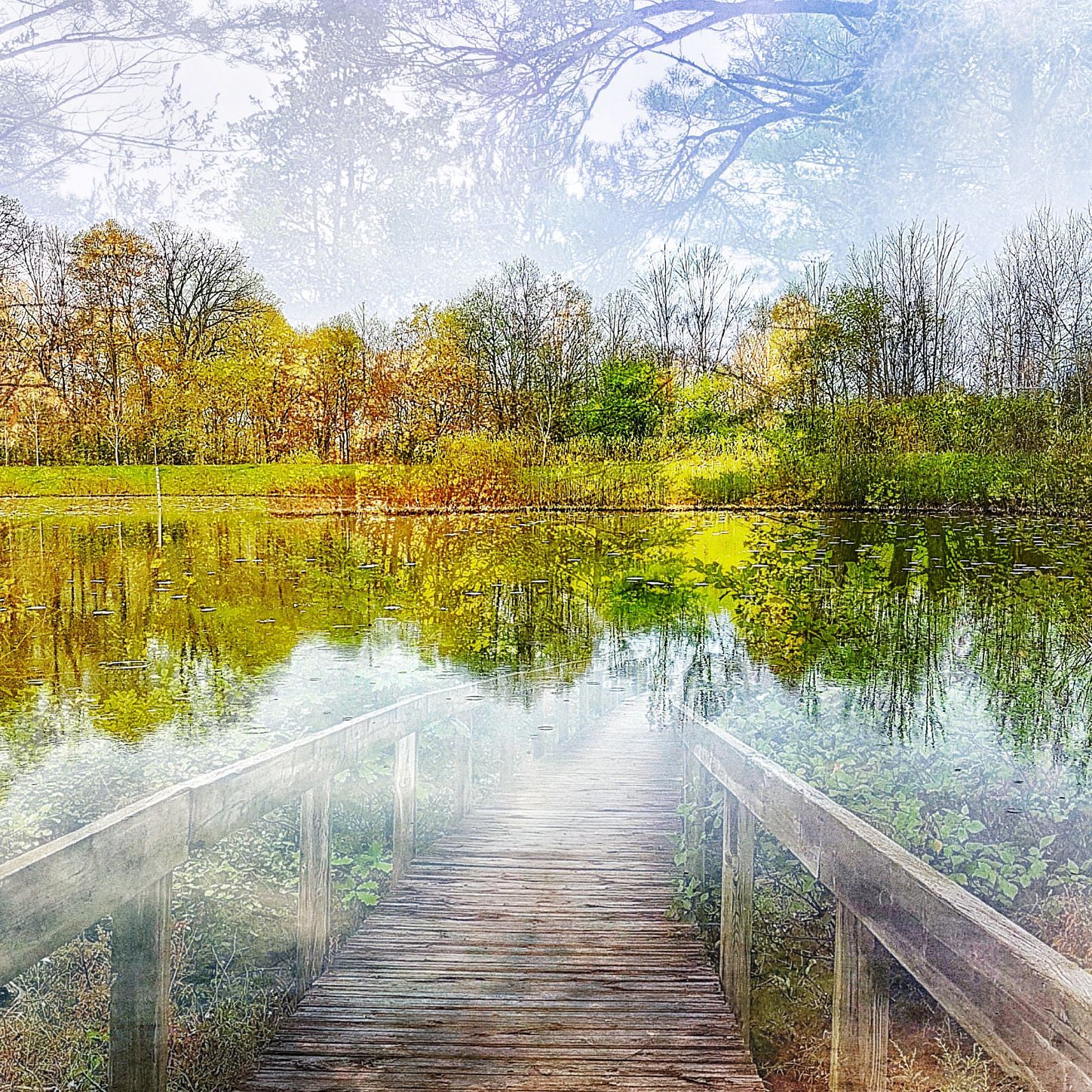 A composite image showing ghost images of trees layered over a landscape of a boardwalk leading into a pond with a forest in the background.