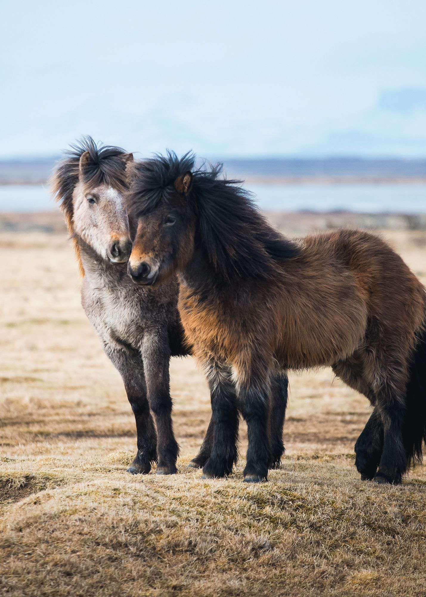 Two brown Shetland ponies with shaggy manes standing together on a barren landscape with water in the background.