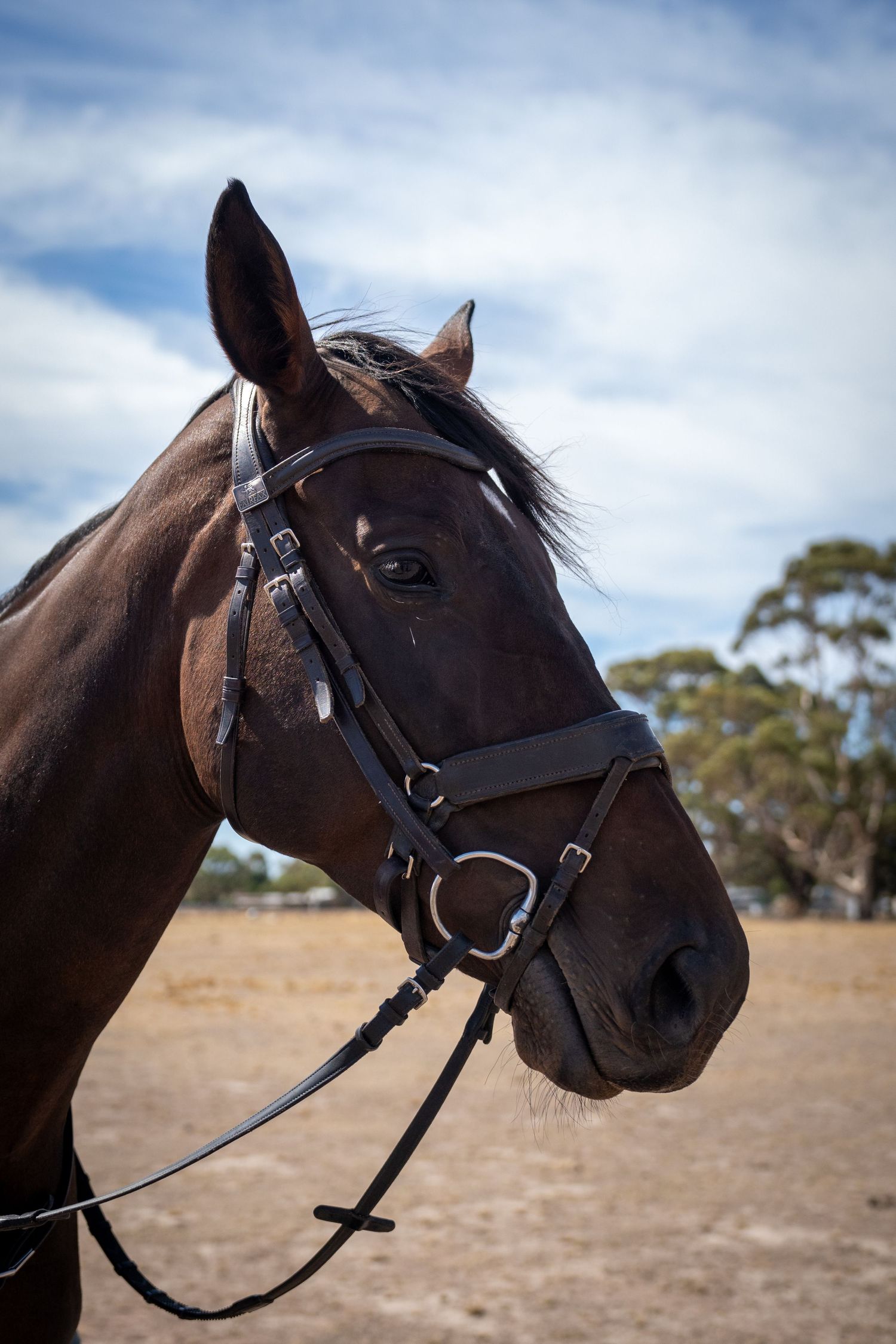 Horse head profile wearing bridle