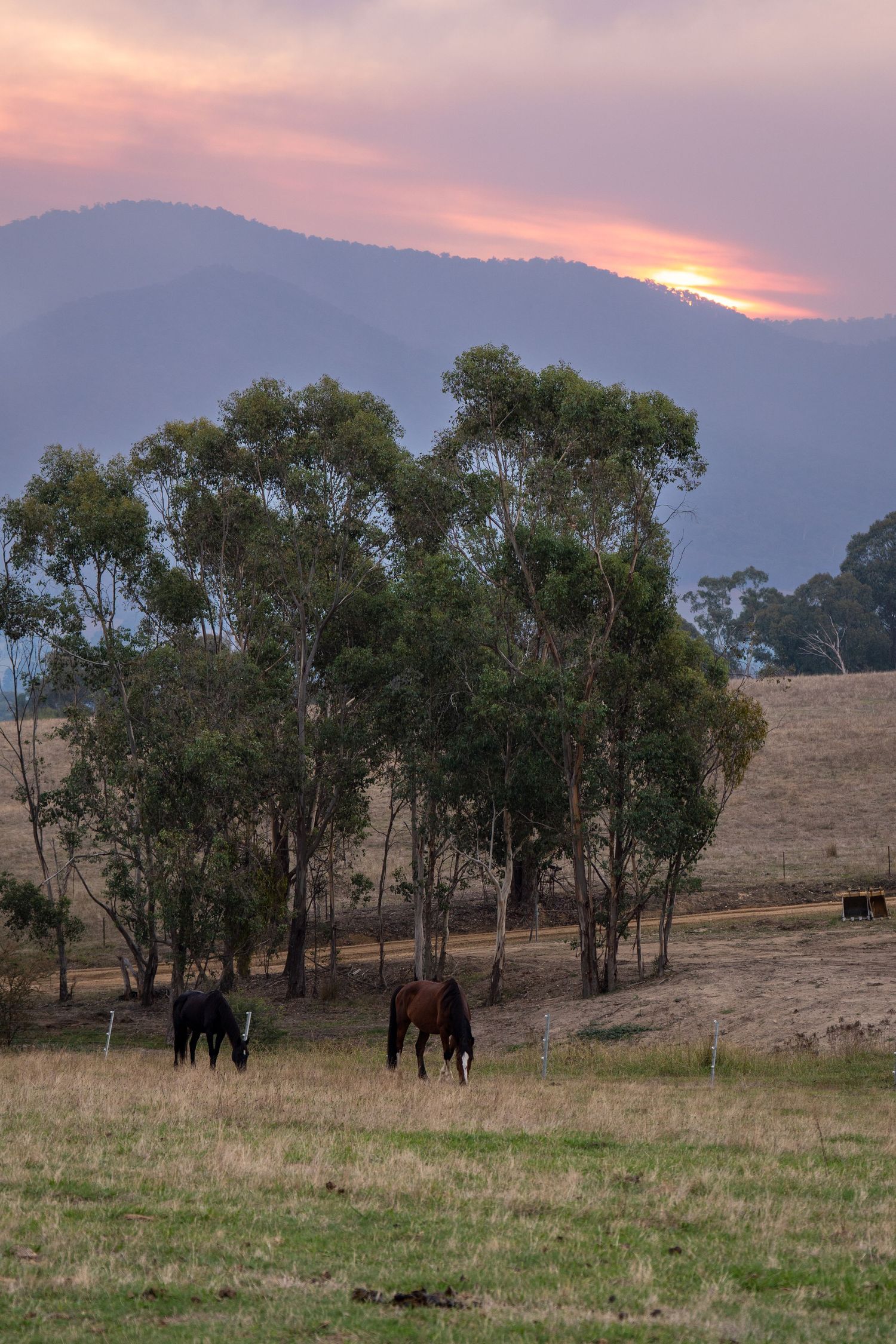 Sunset over mountains with horses grazing in the foreground