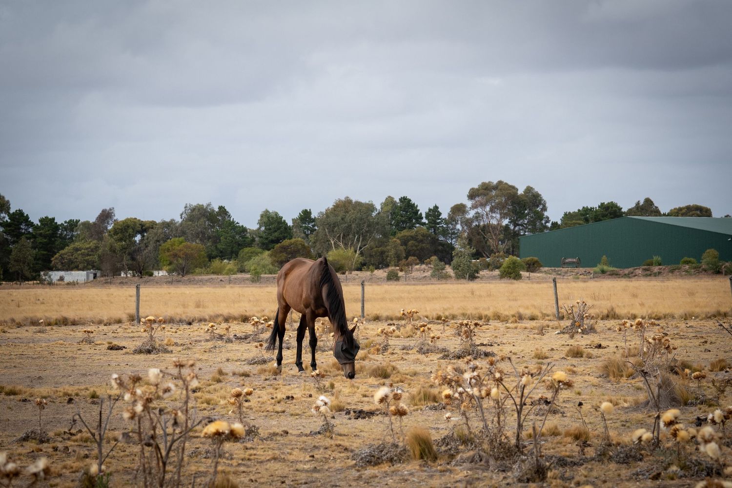 horse in field