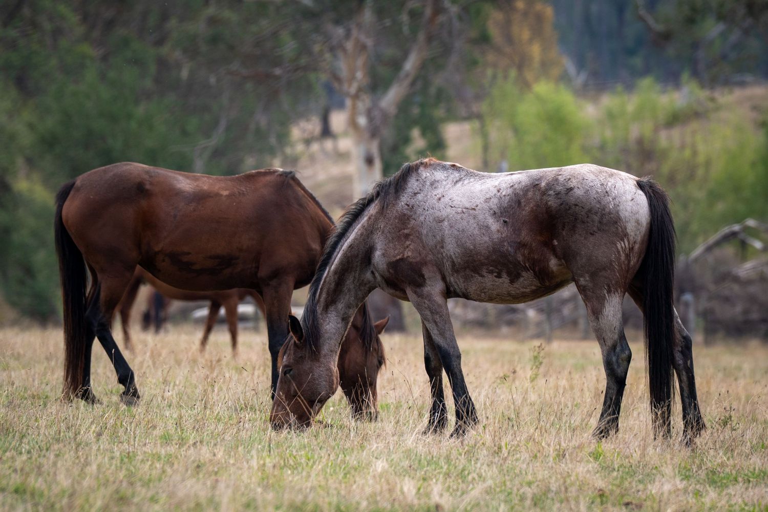two horses grazing