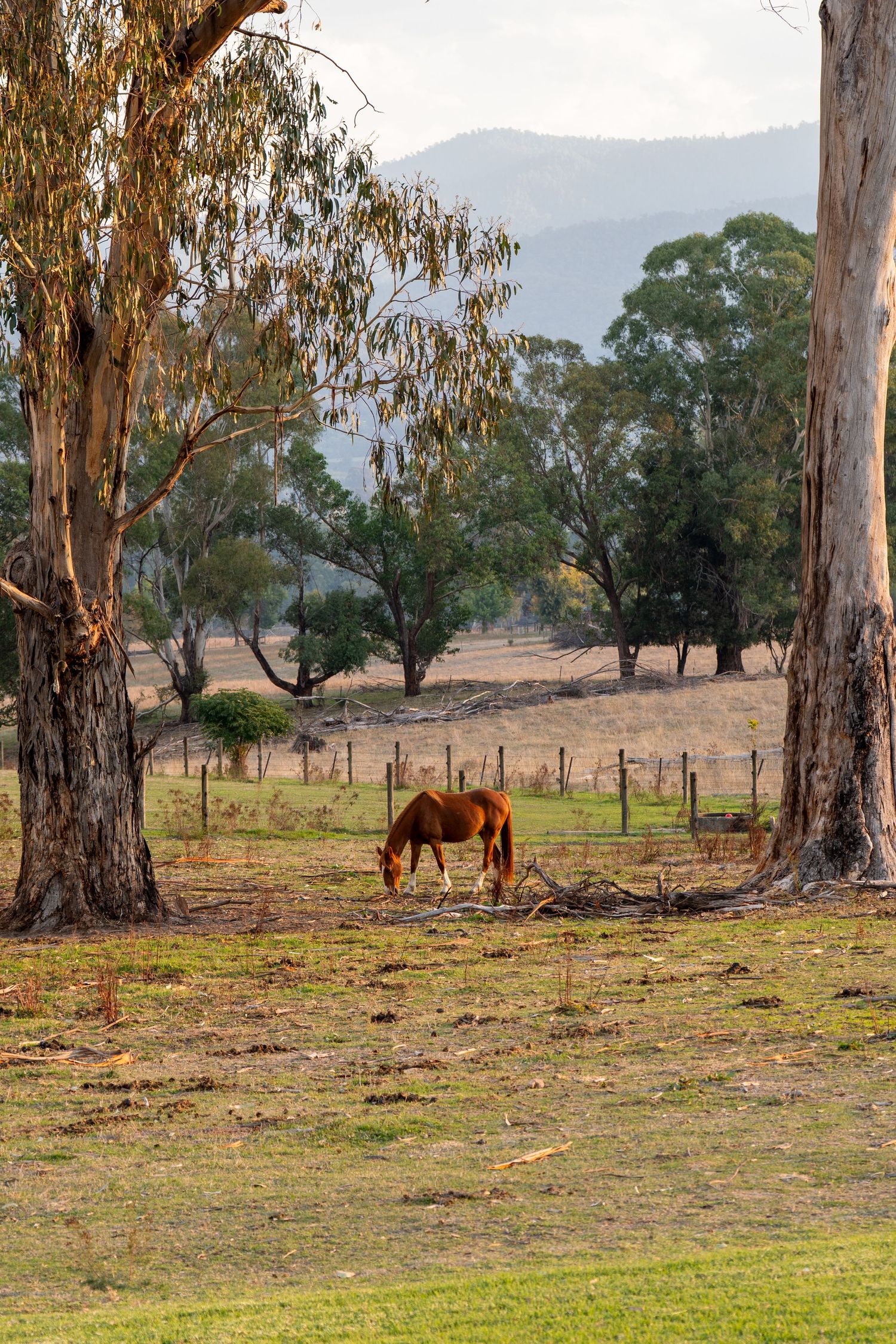 chestnut horse between trees