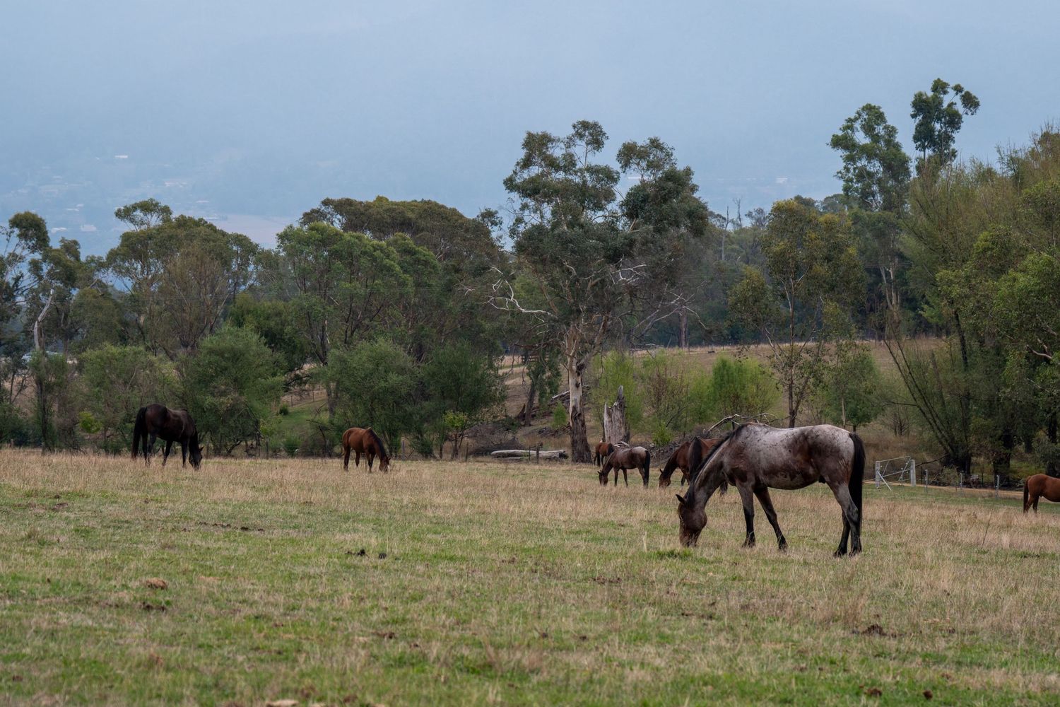 horses grazing