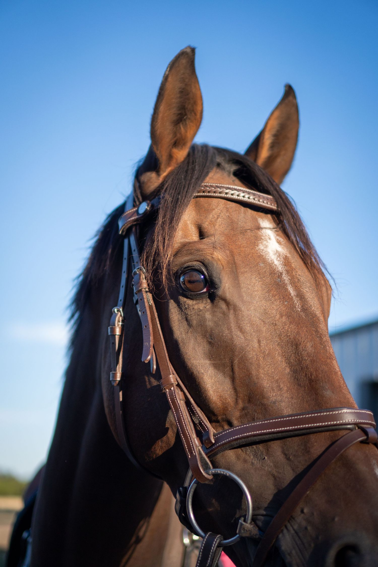 close up of horse head wearing bridle