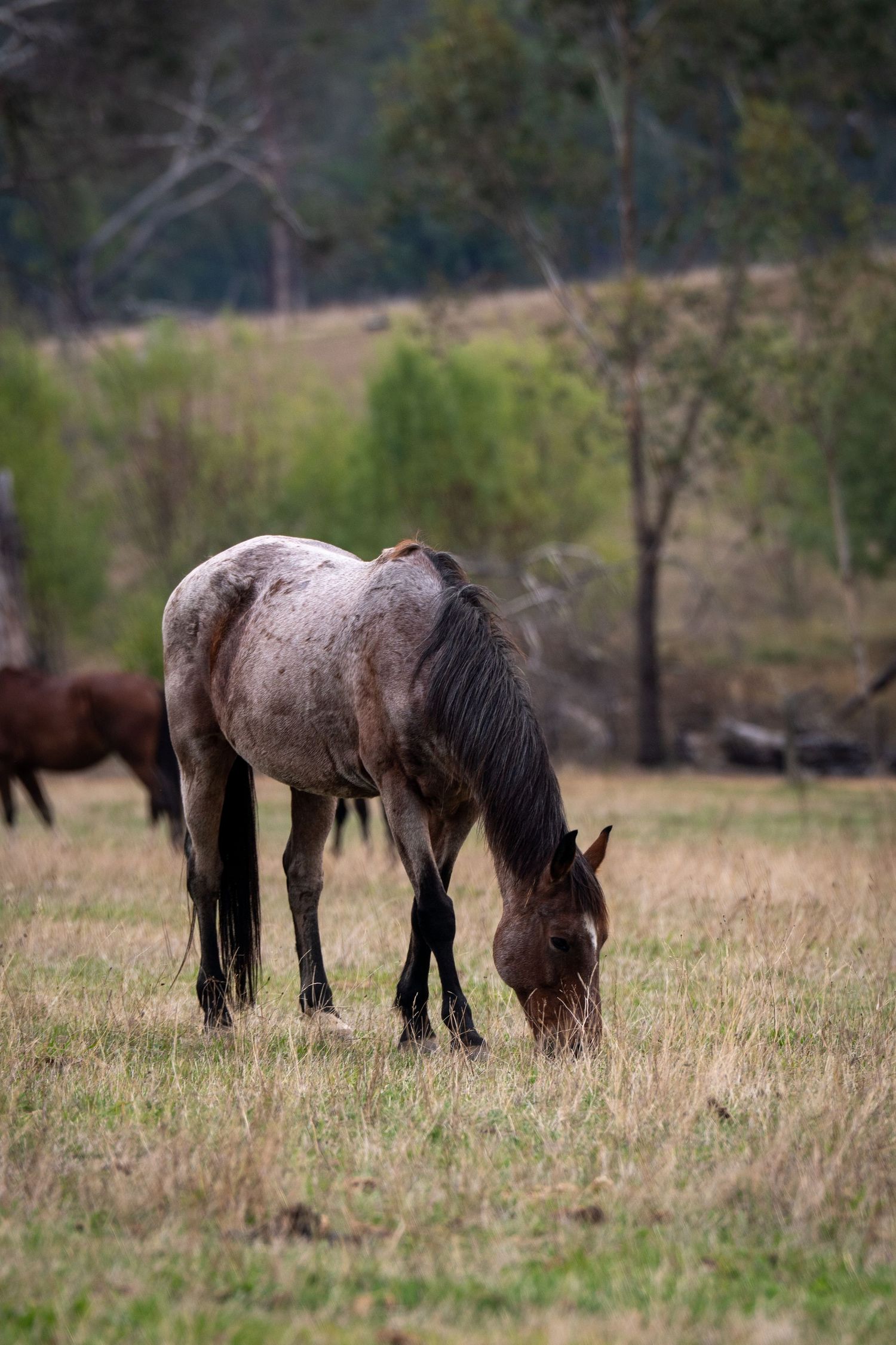 One horse grazing