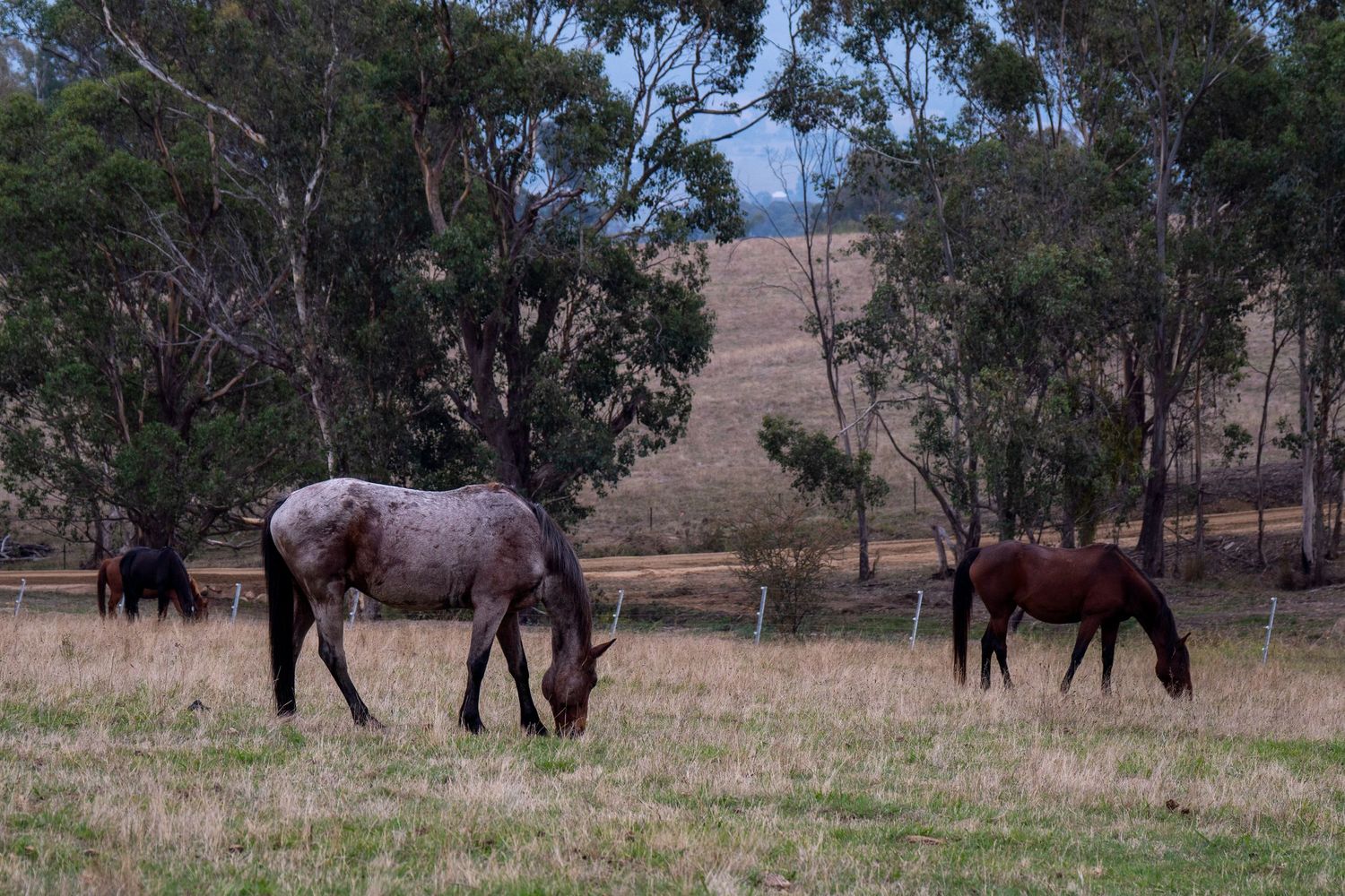 horses grazing