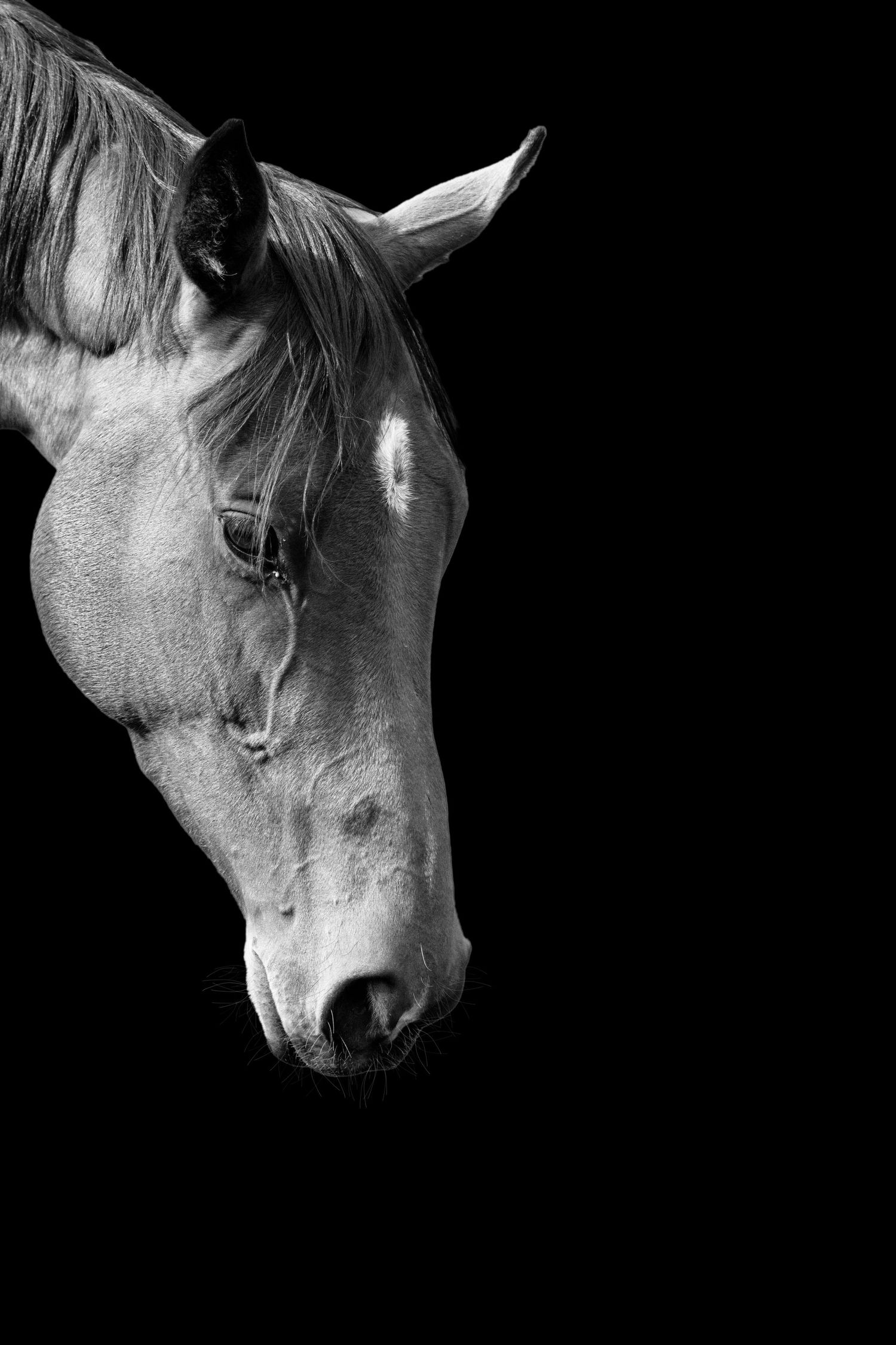 Black and white horse head on black background