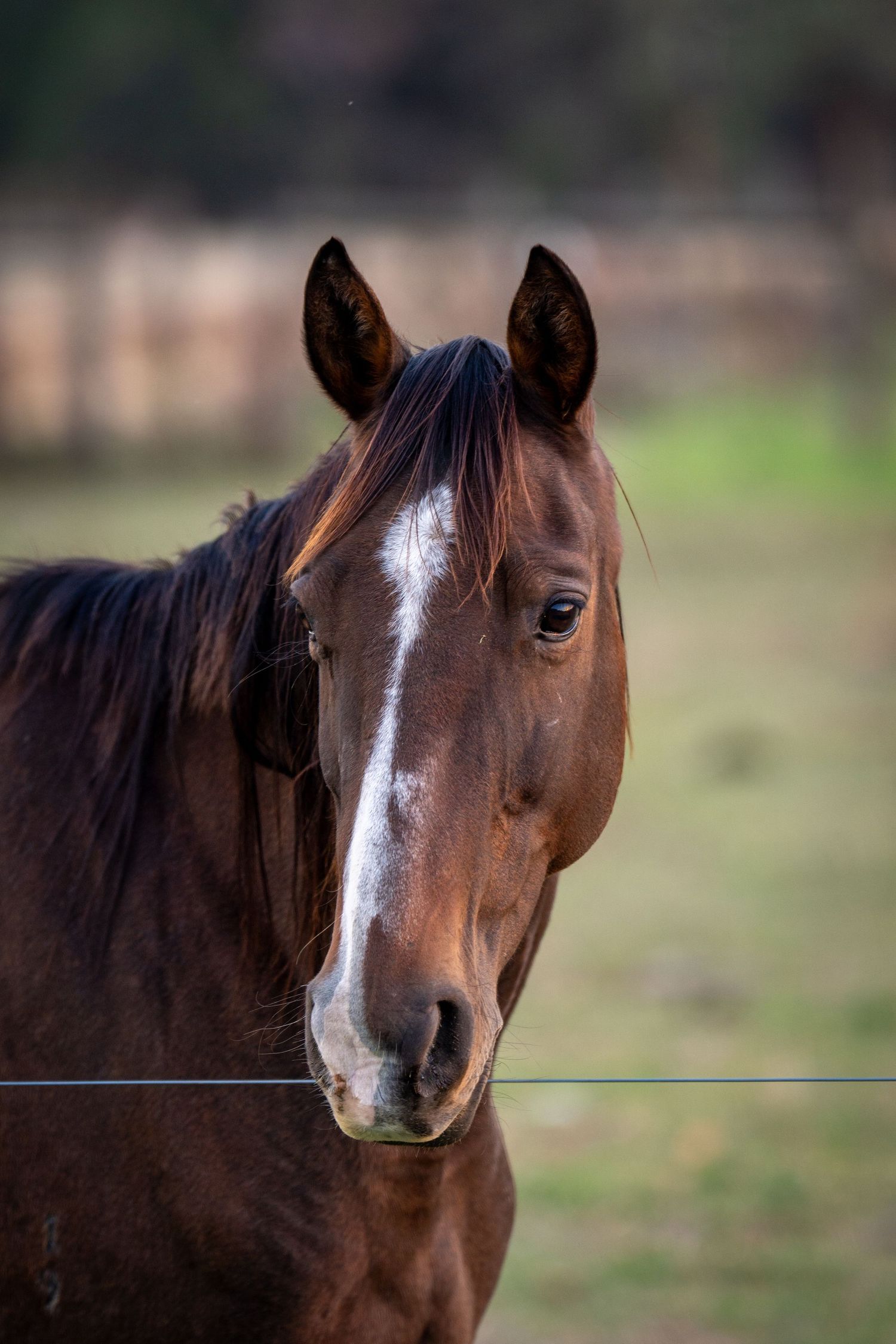 horse head portrait