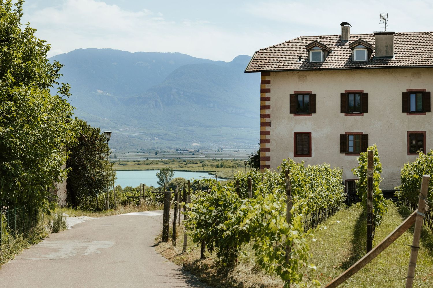 Scenic vineyard rows stretch along a hillside with mountains and a lake in the background on a sunny day.