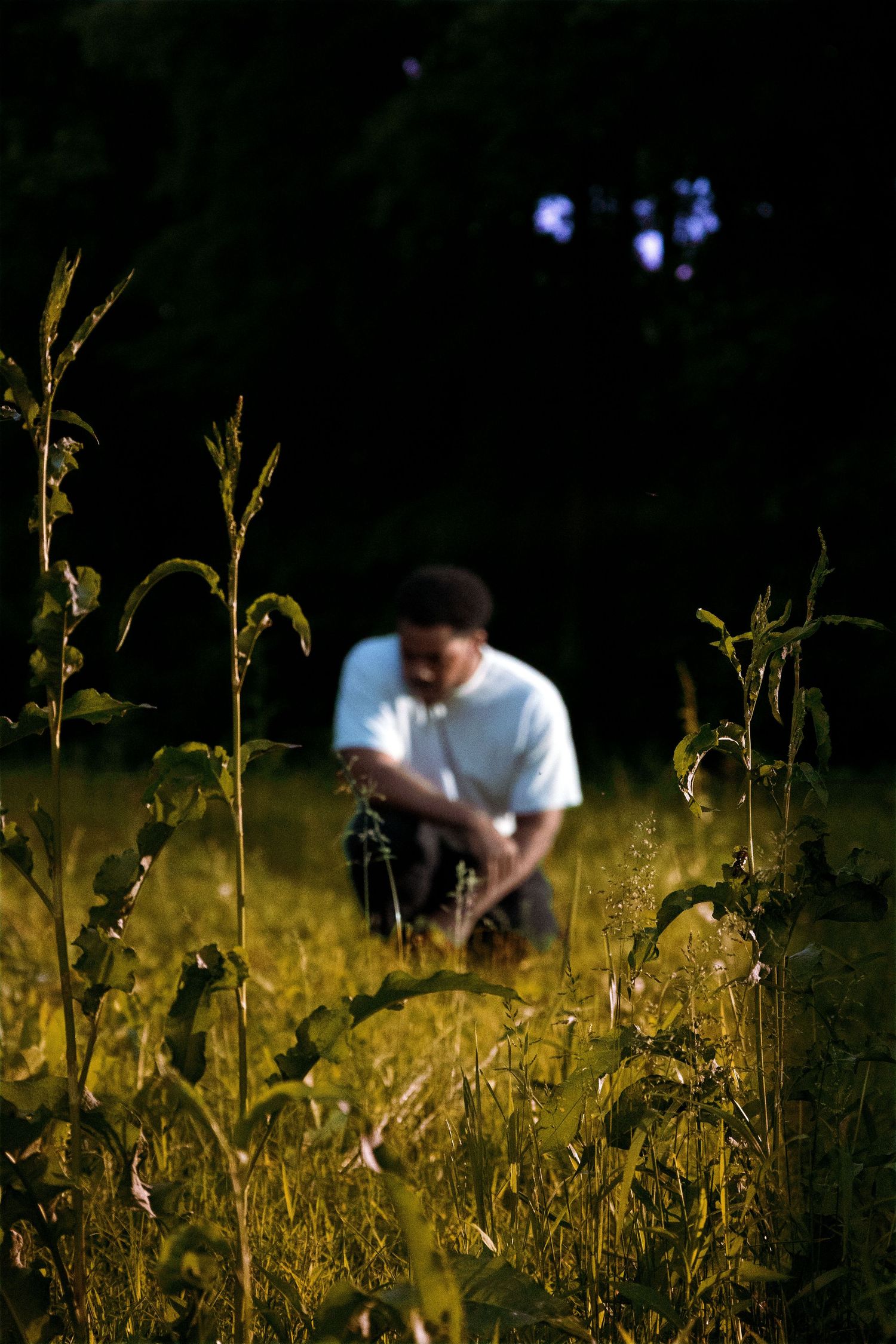 A man in a white t-shirt sits in a sunlit field of tall green plants with dark trees behind him.