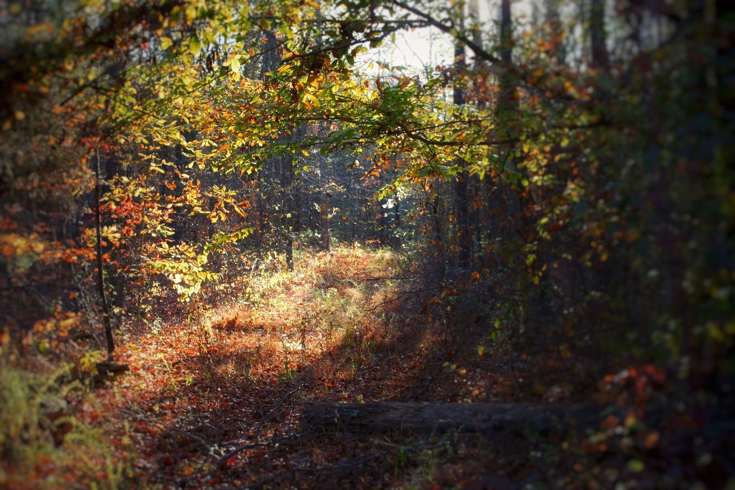 A sunlit autumn forest path surrounded by colorful red and yellow foliage in a serene woodland landscape.