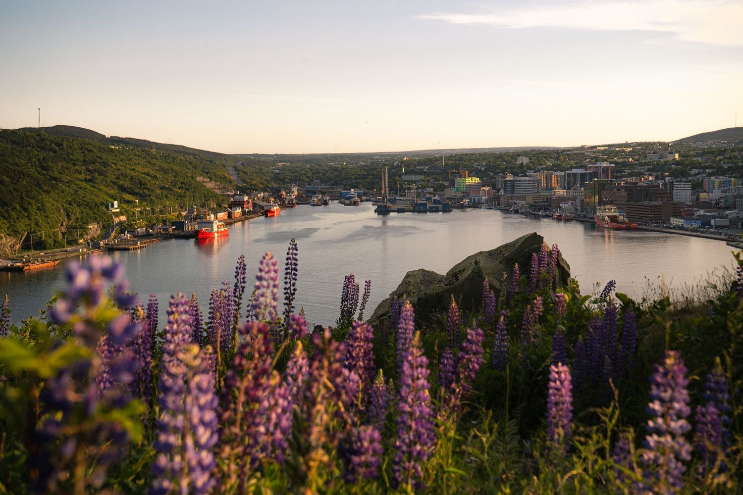 Scenic coastal landscape with purple lupine flowers at sunset.