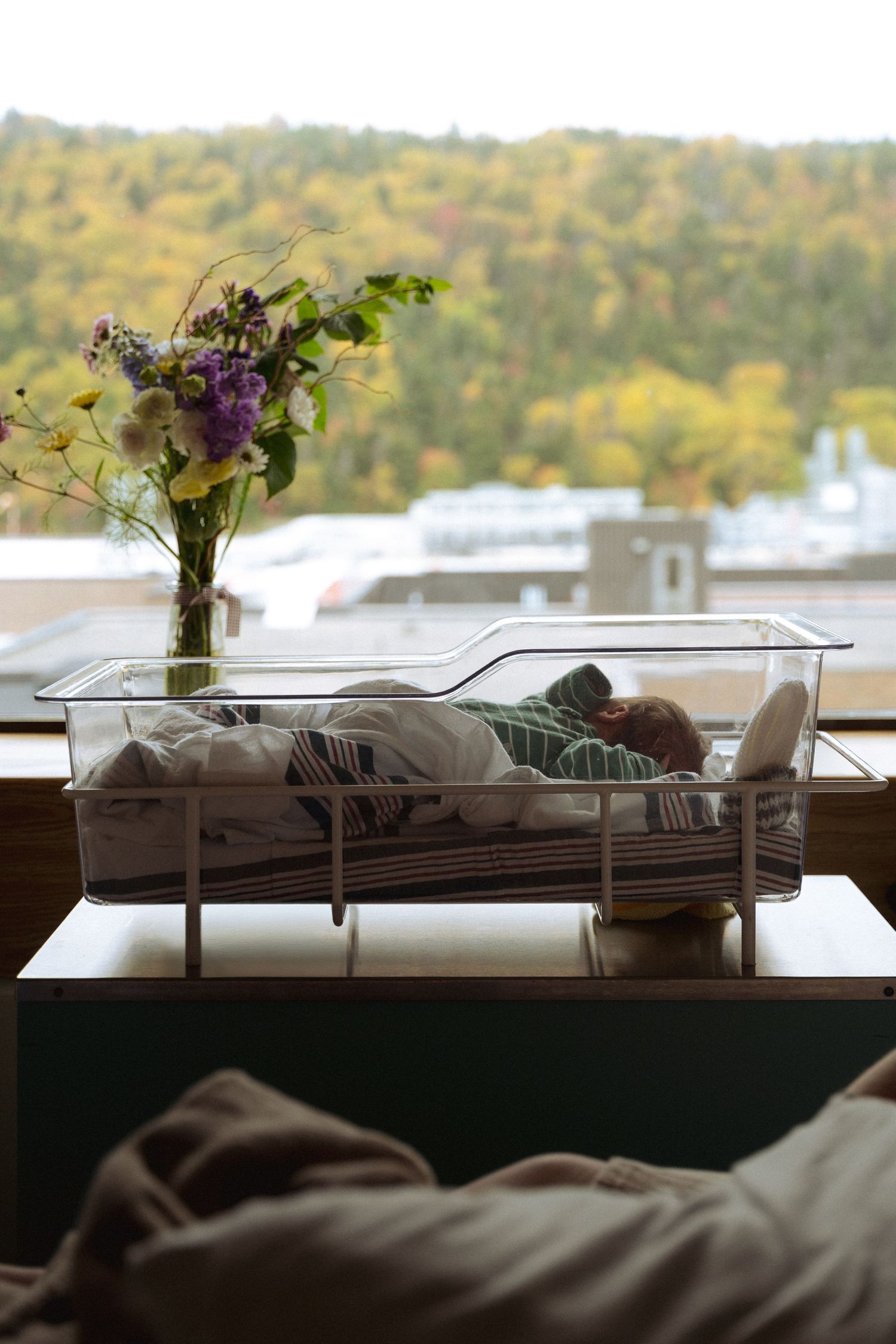 A panoramic sequence of a cat sleeping on a windowsill with autumn trees visible in the background through the window.