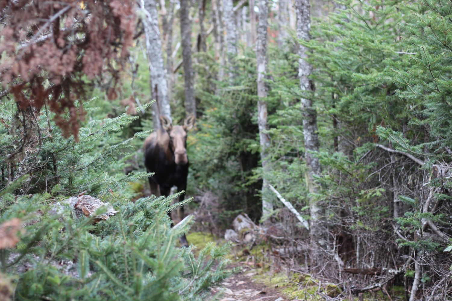 A moose partially visible through dense forest vegetation.