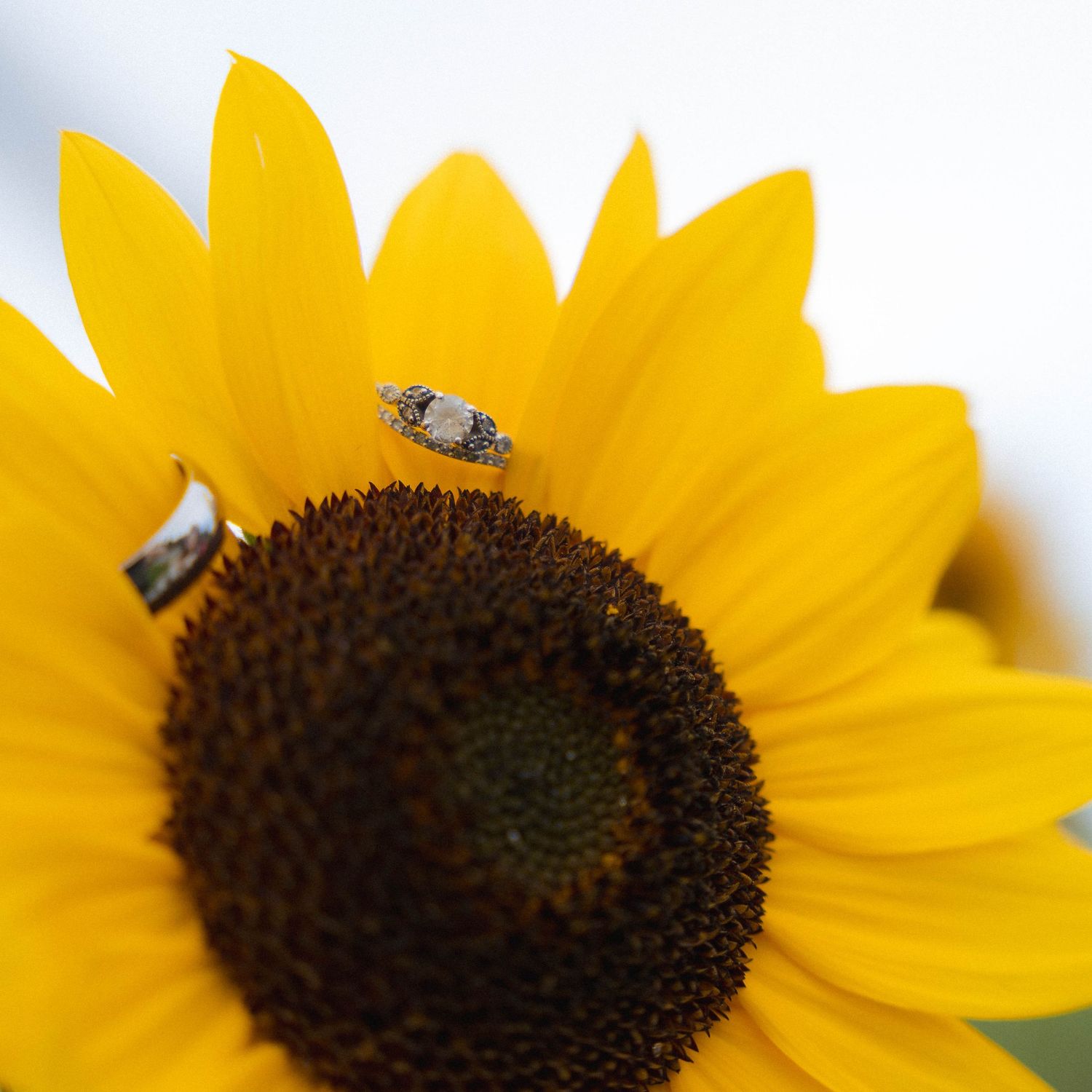 Close-up view of a bright yellow sunflower with a bee collecting pollen from its dark brown center.