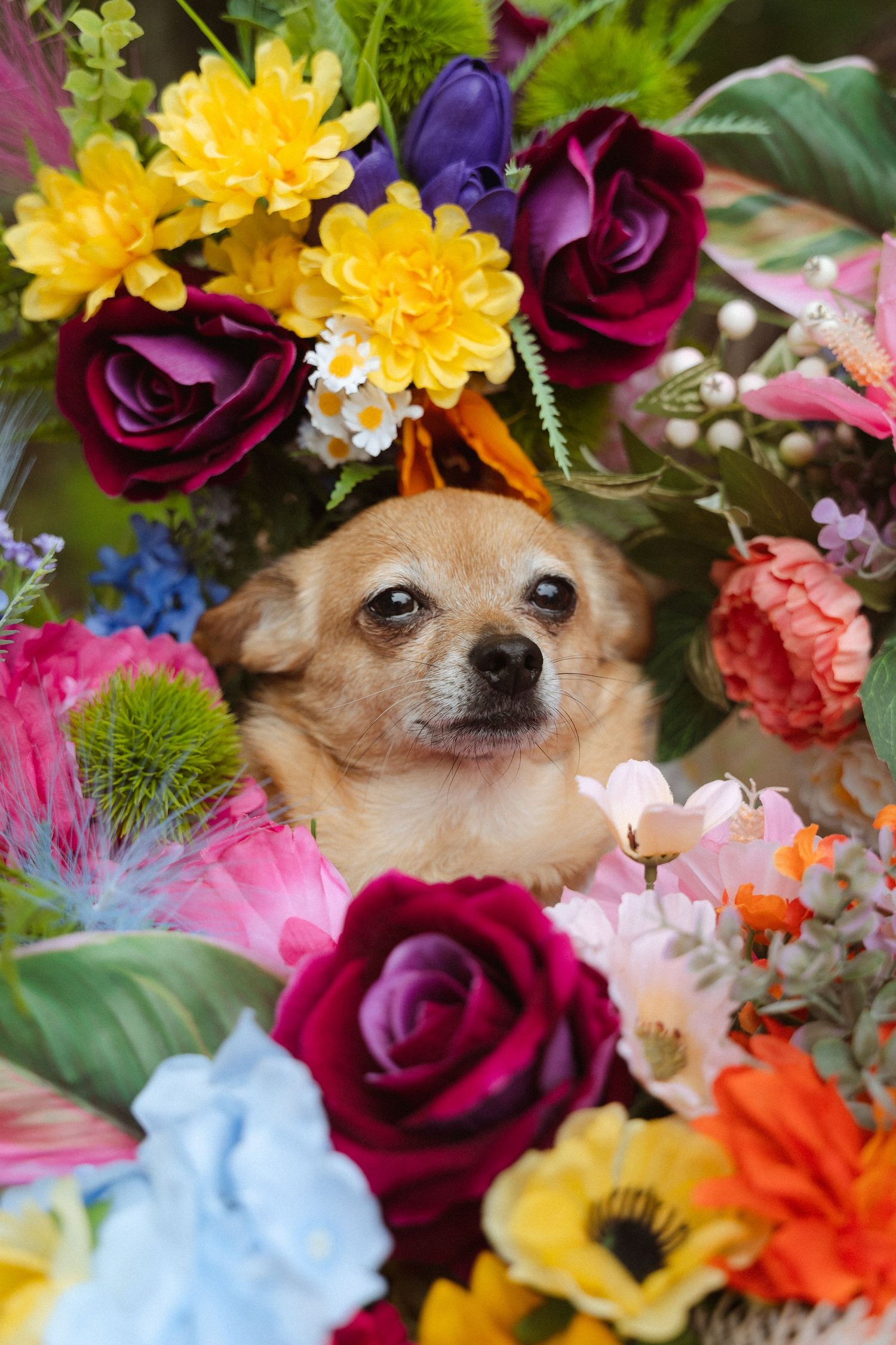 A small tan dog peeks out from a colorful arrangement of roses, daisies and other vibrant flowers.