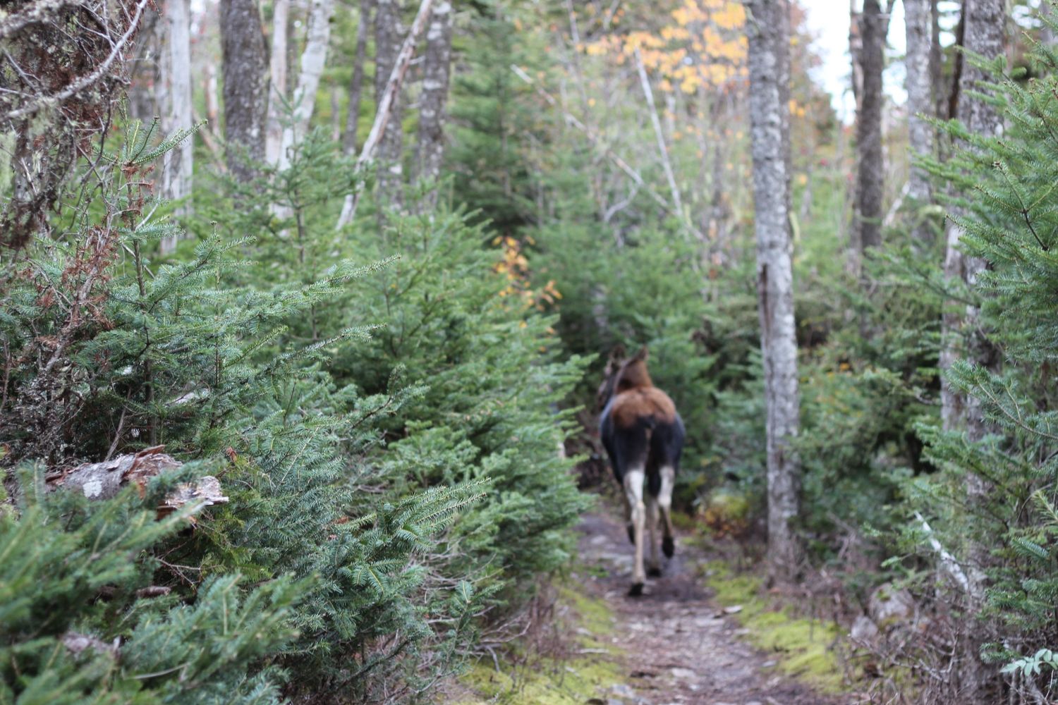 A brown bear walks through a forest path surrounded by evergreen trees.