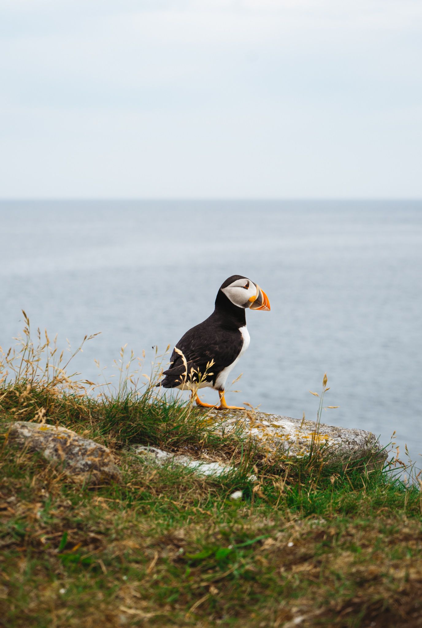 A puffin bird stands on a grassy cliff edge overlooking the ocean.